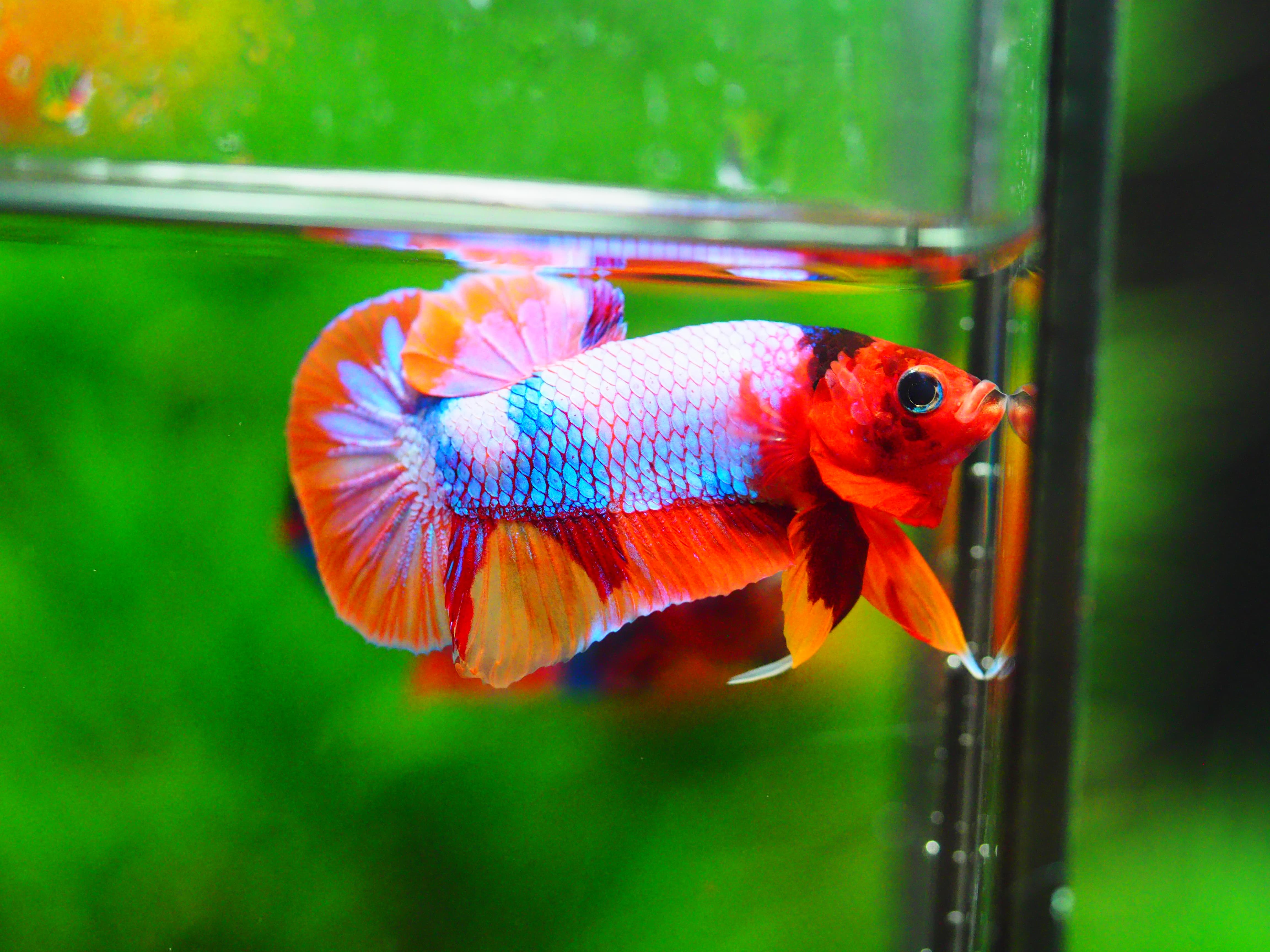 HMPK MUNTICOLOR MALE GRADE A +++