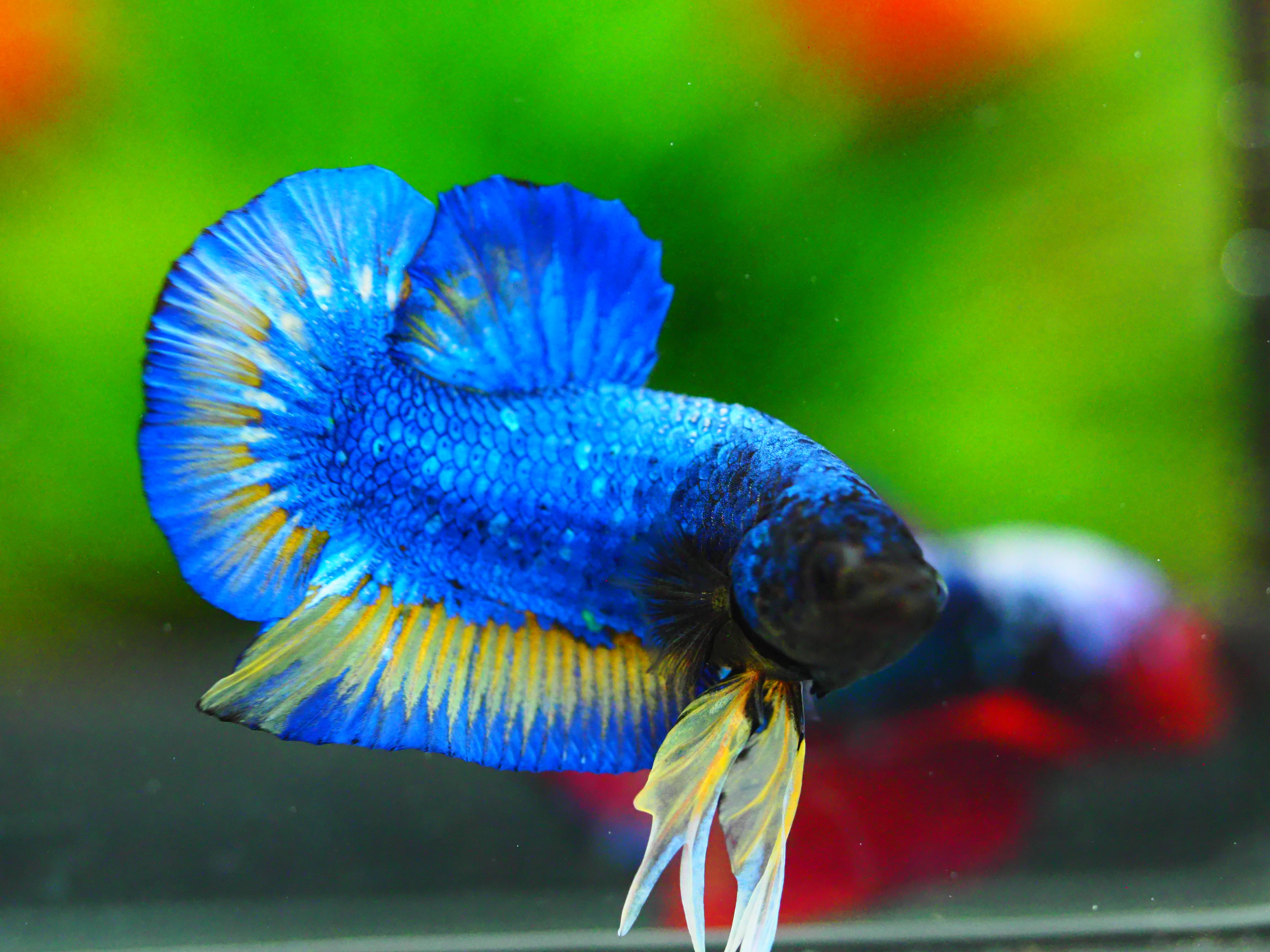 HMPK FANCY MALE GRADE A +++