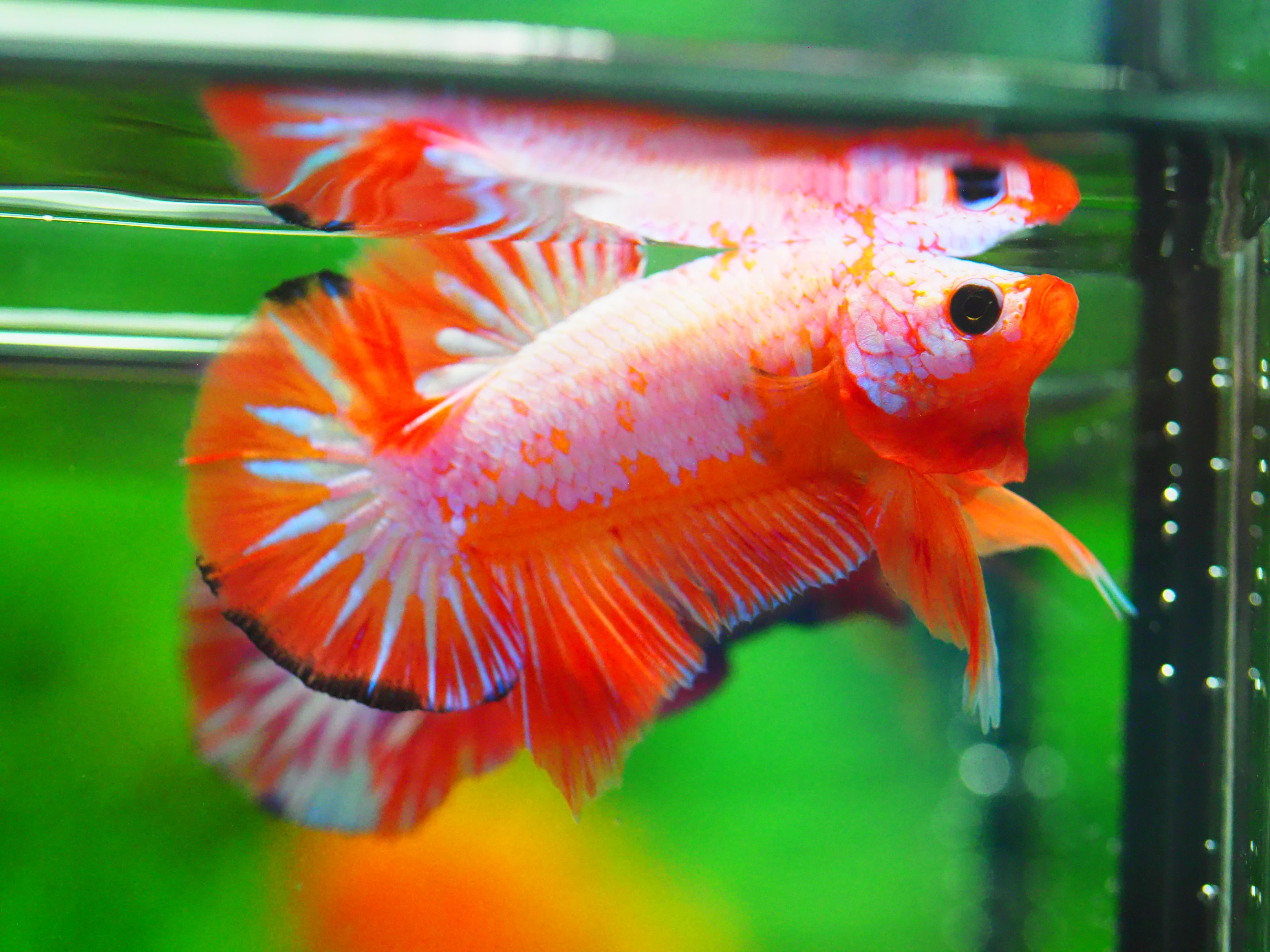 HMPK FANCY MALE GRADE A +++