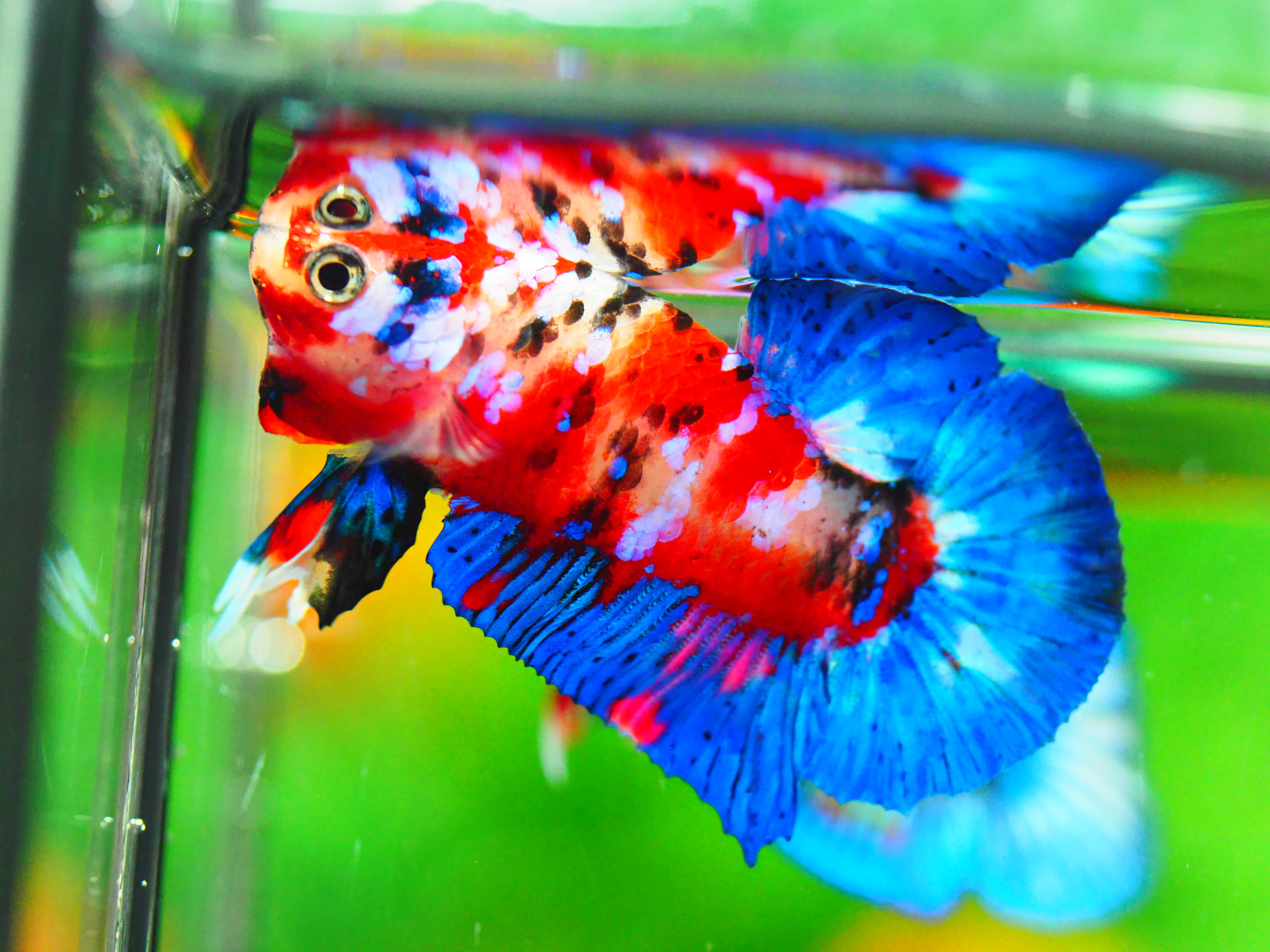 HMPK KOI GALAXY MALE GRADE A +++