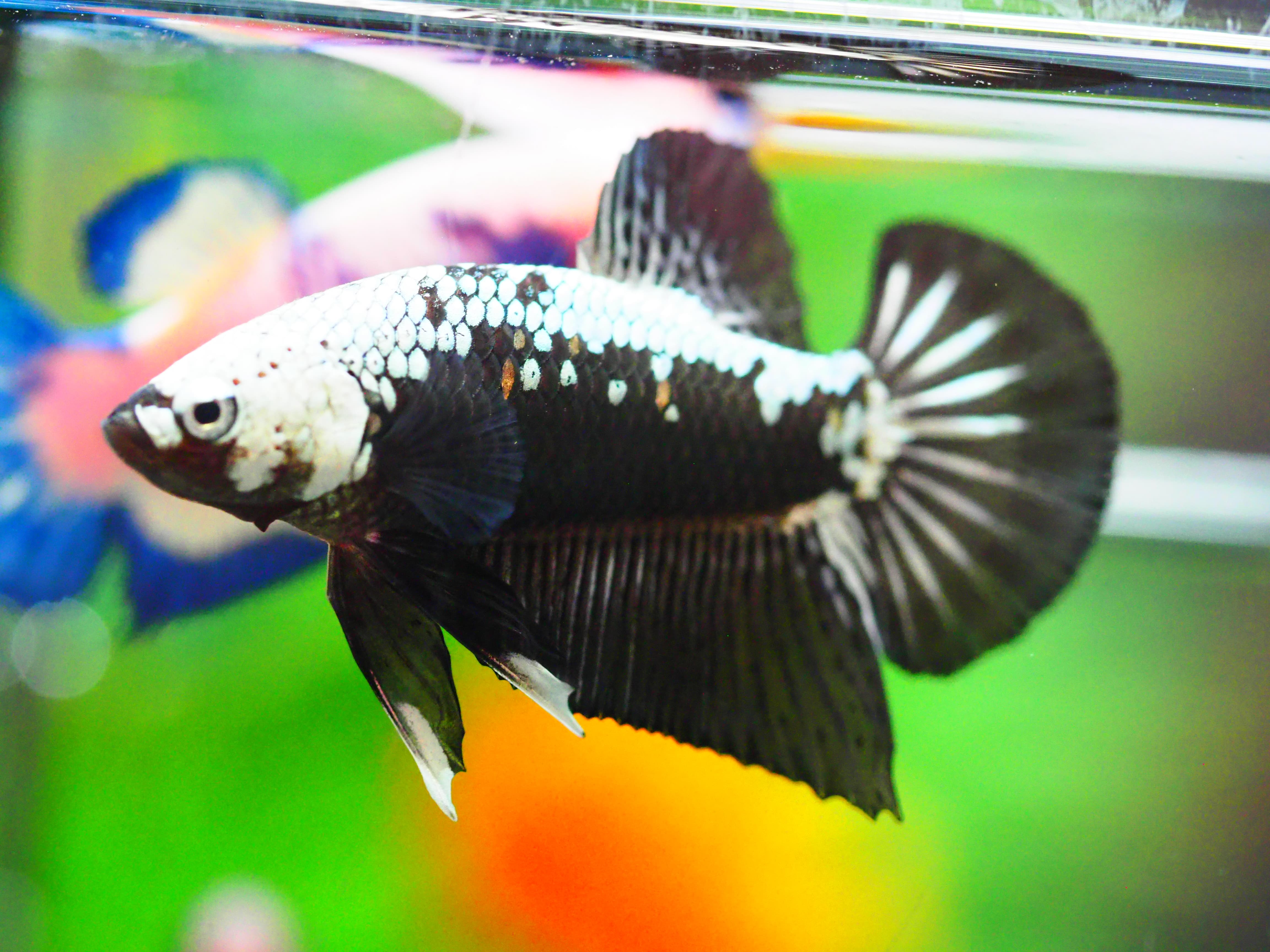 HMPK BLACK DRAGON MALE GRADE A +++