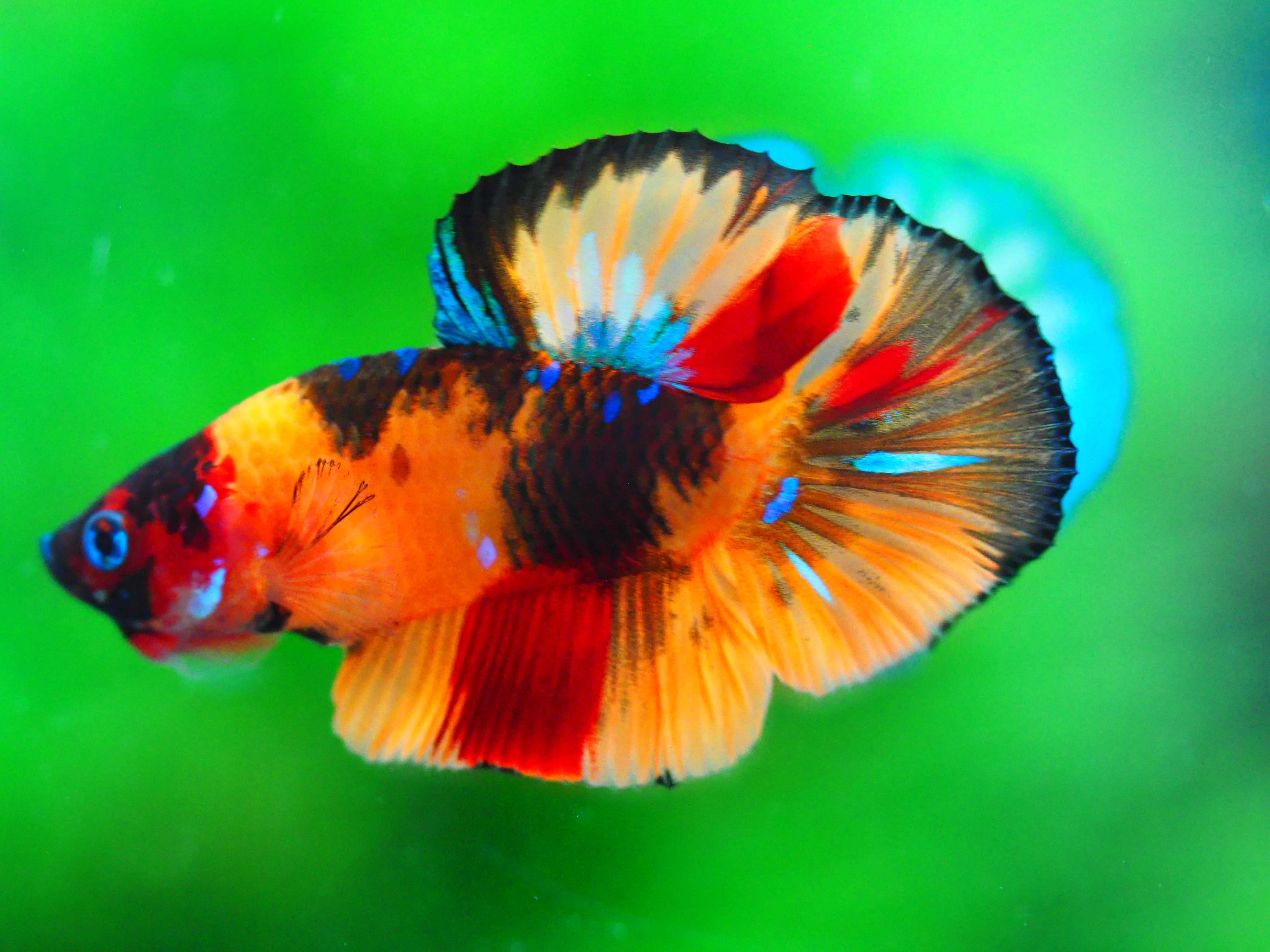 HMPK NEMO MALE