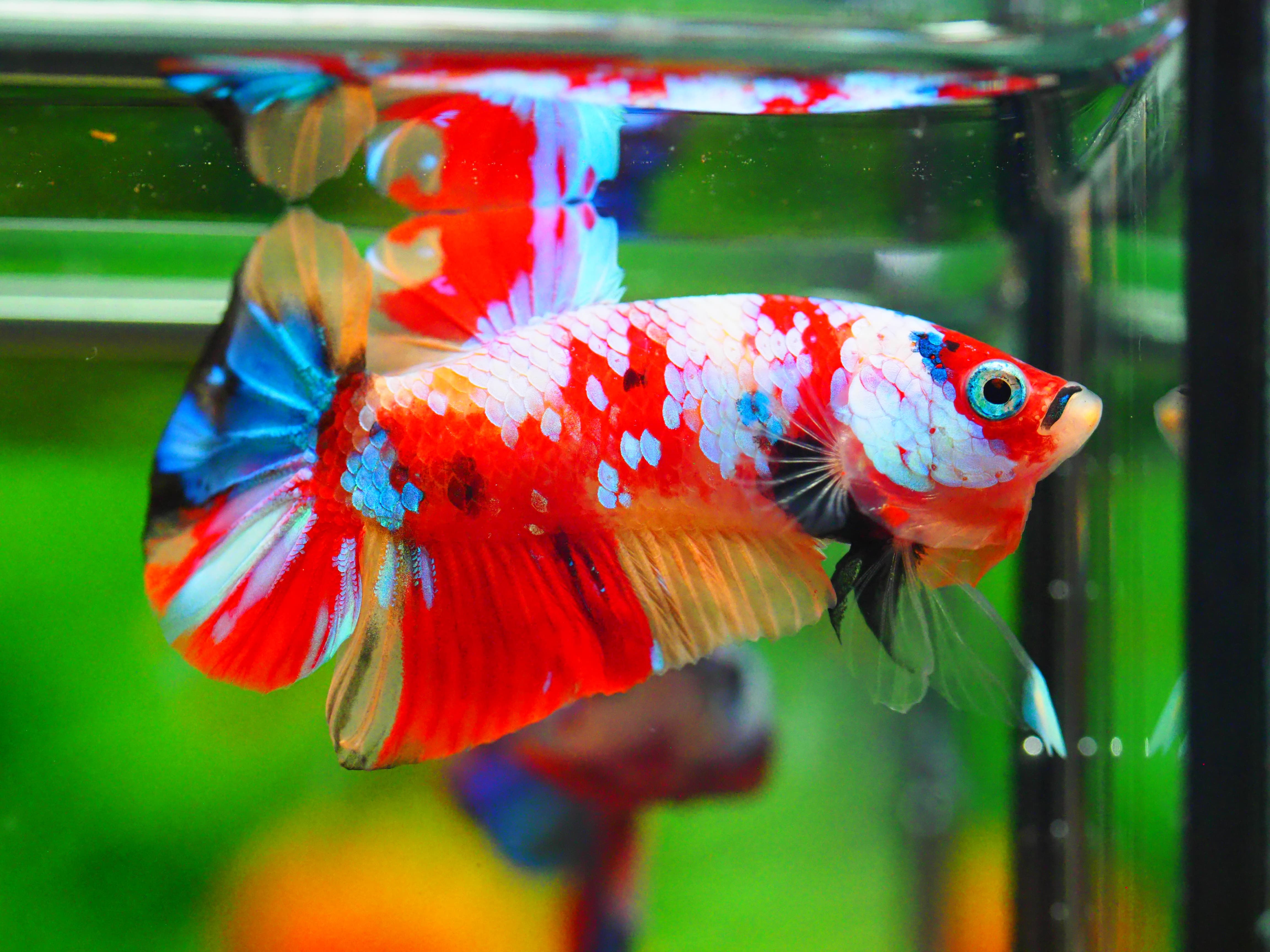 HMPK NEMO GALAXY MALE GRADE A +++