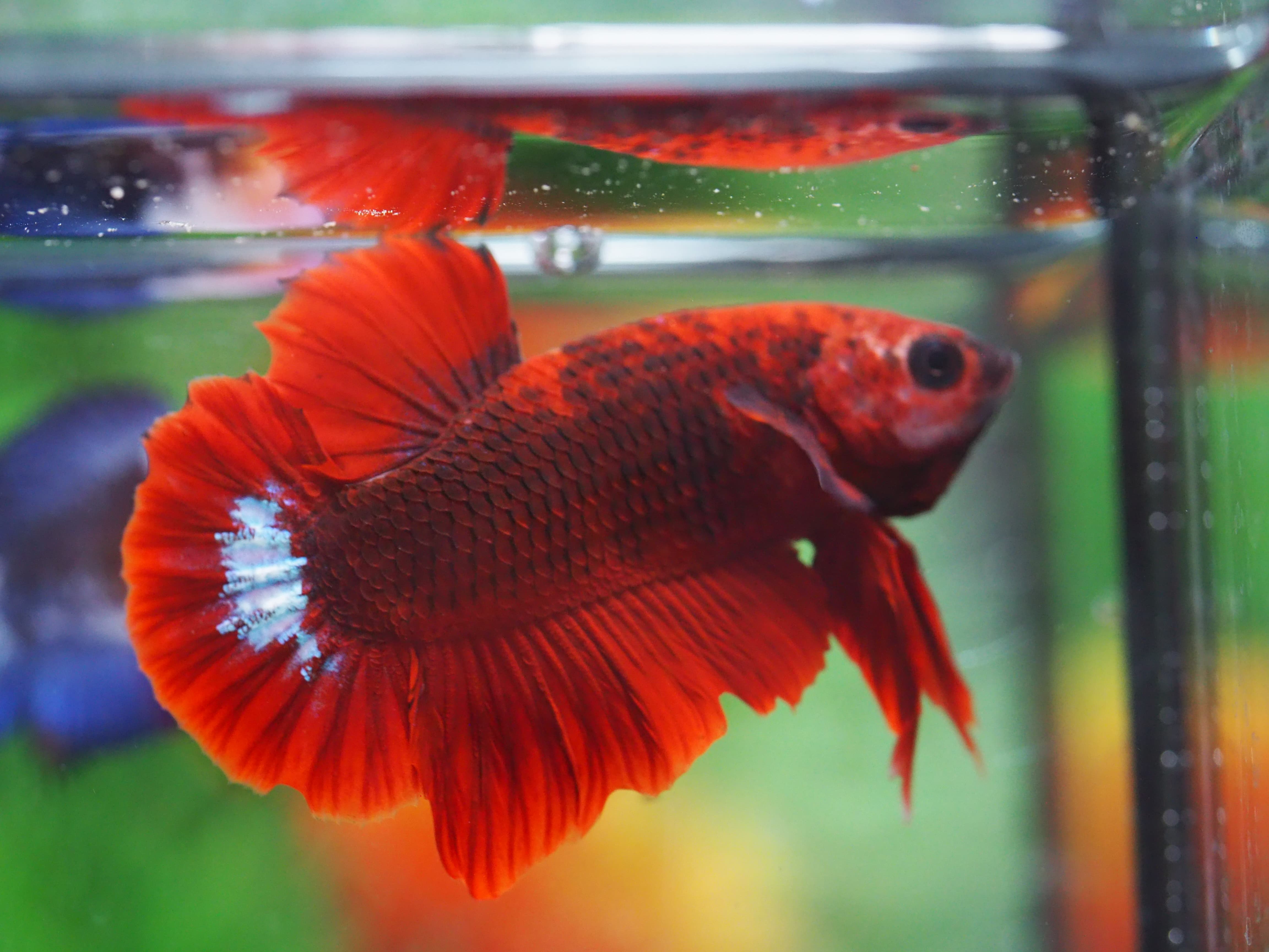 HMPK FANCY MALE GRADE A+