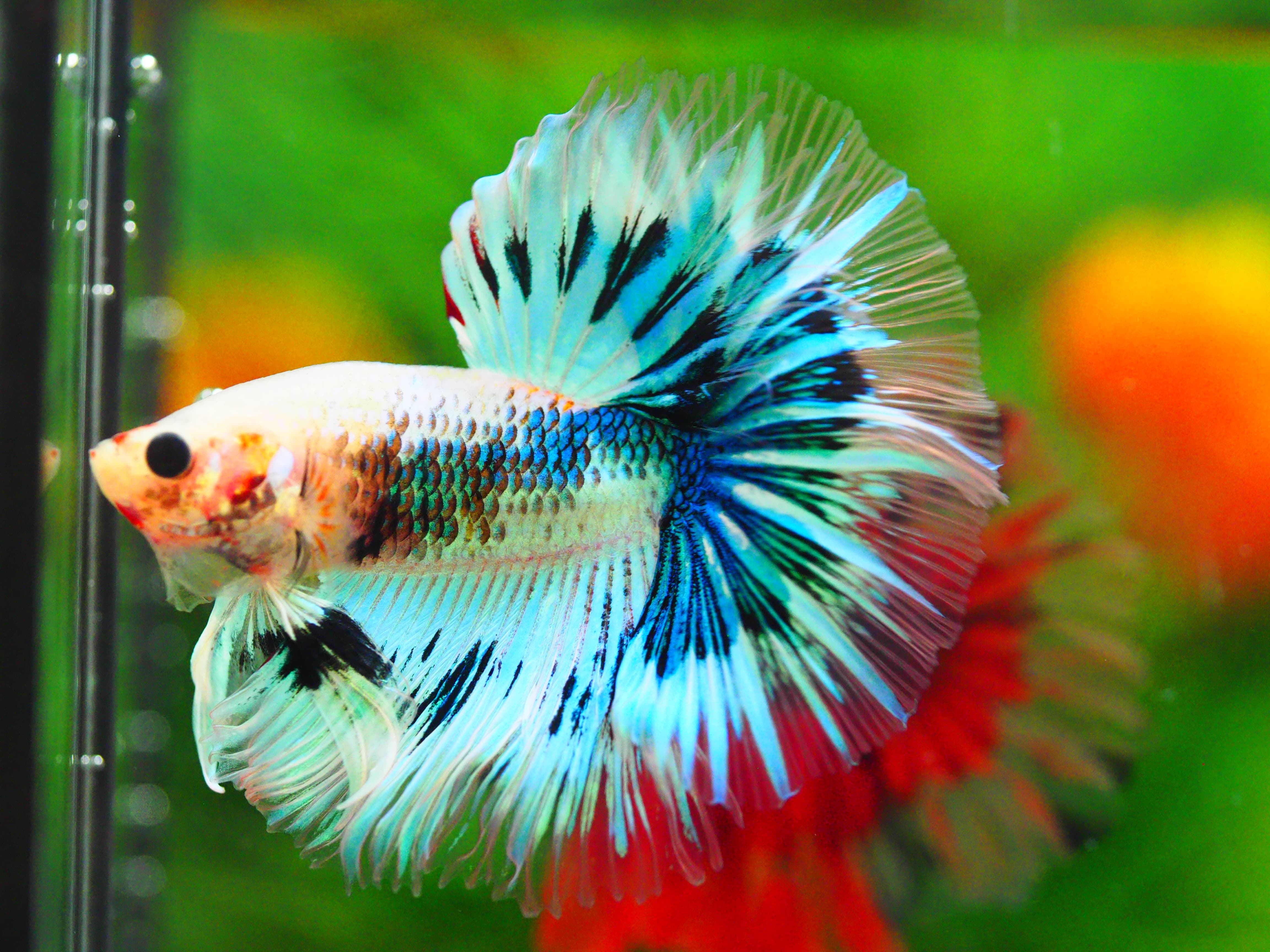 HM FANCY MALE GRADE A +++