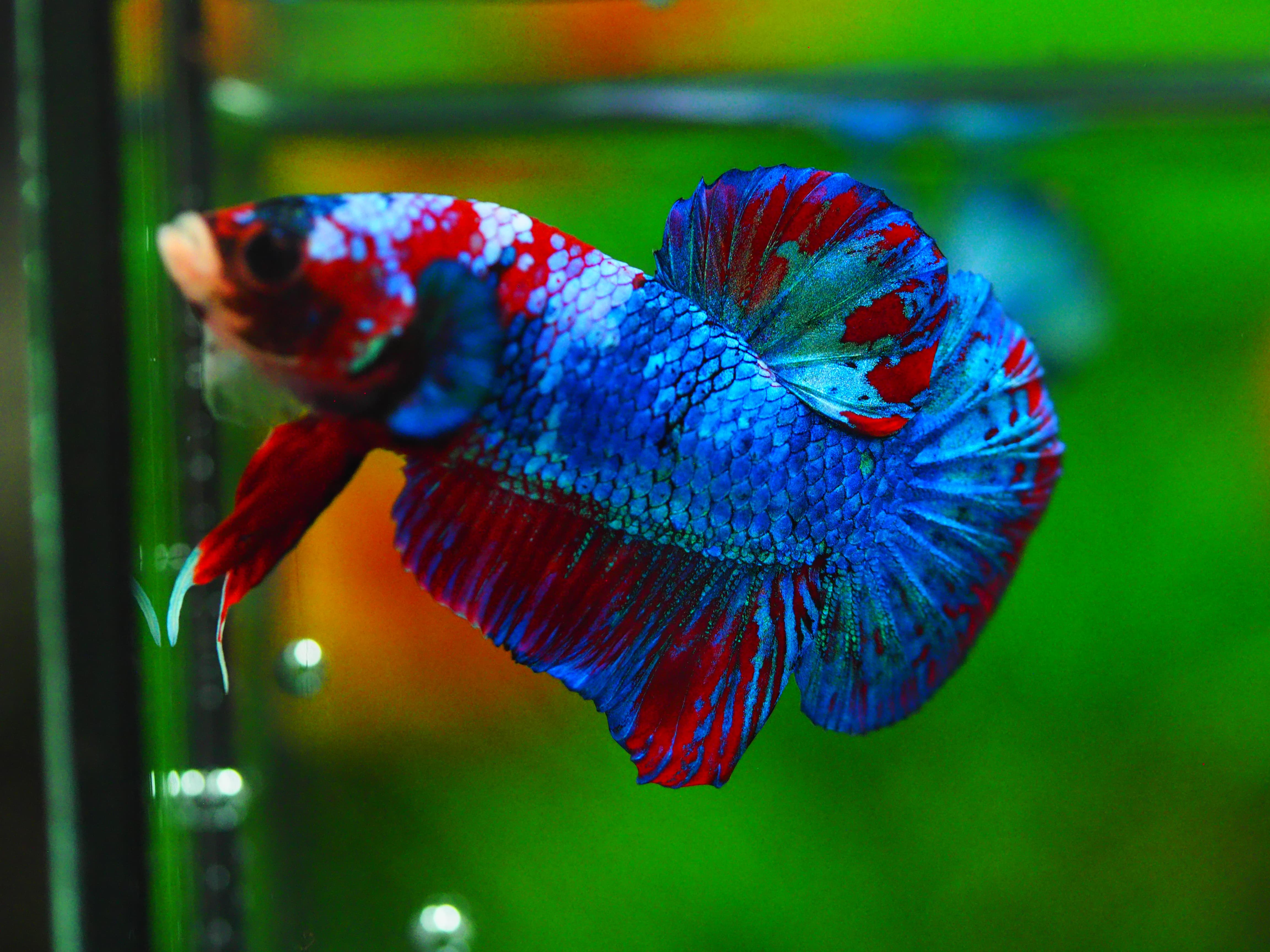 HMPK KOI GALAXY MALE GRADE A++