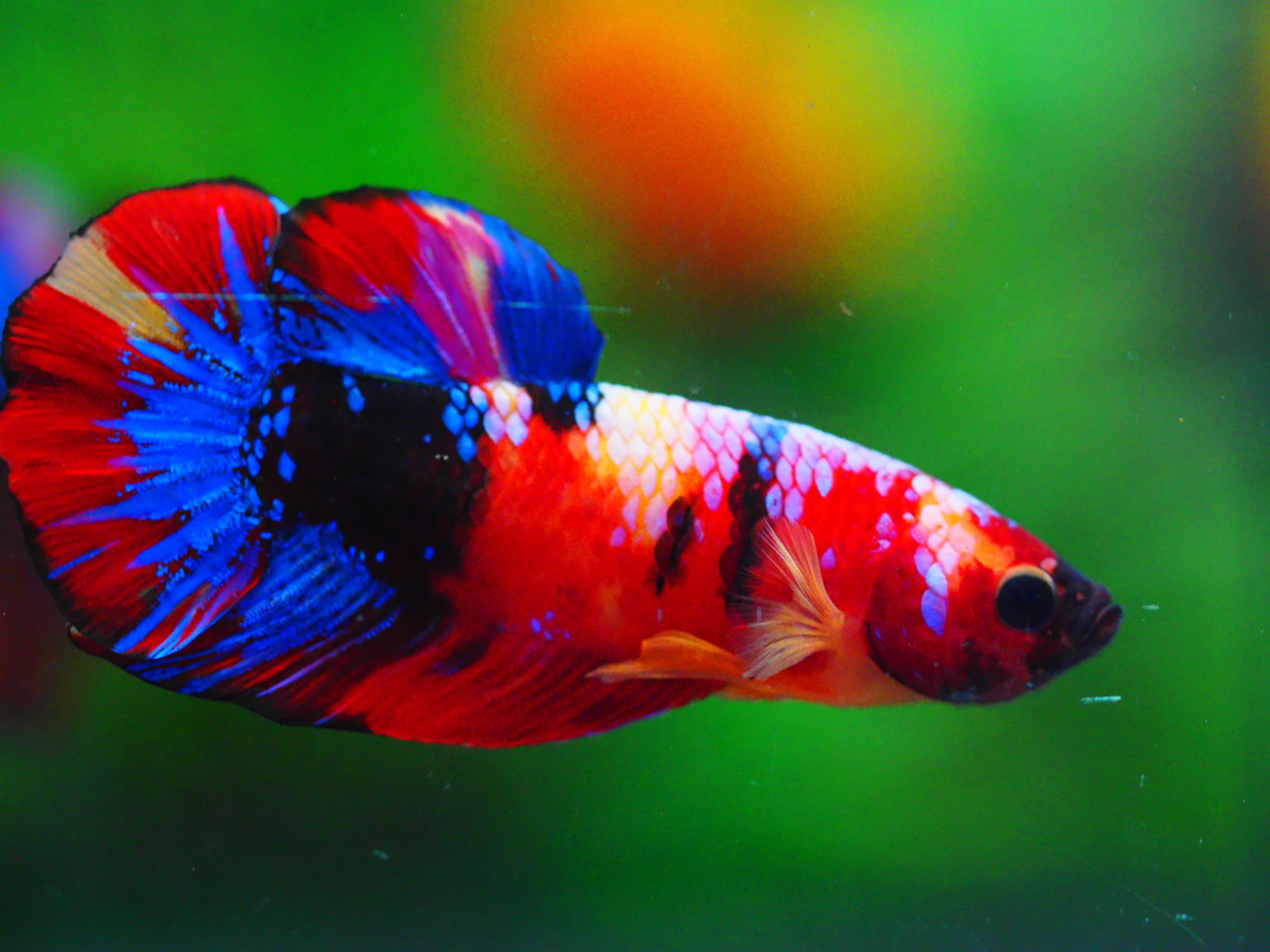 HMPK NEMO GALAXY MALE GRADE A +++