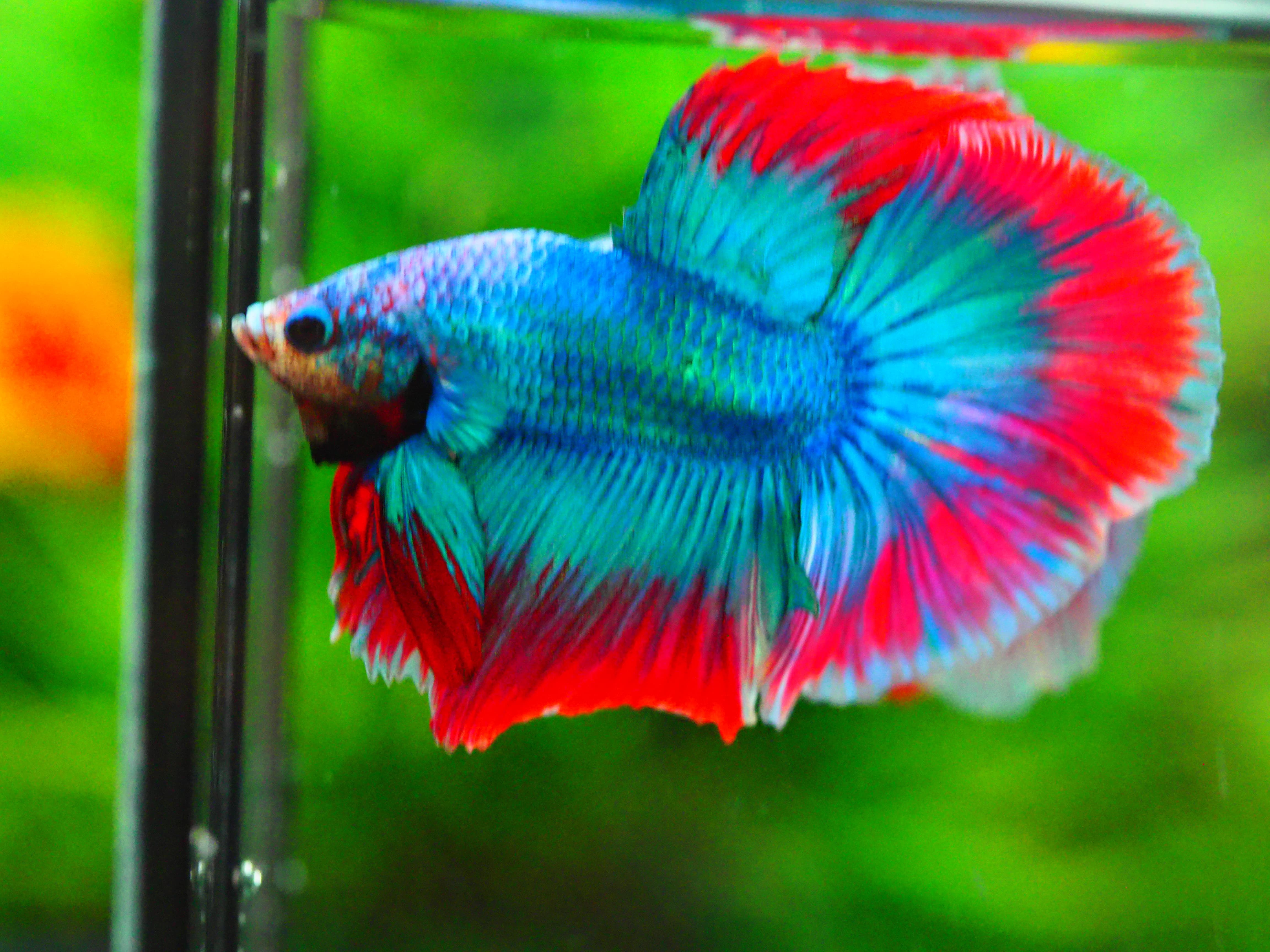 HM FANCY MALE GRADE A +++