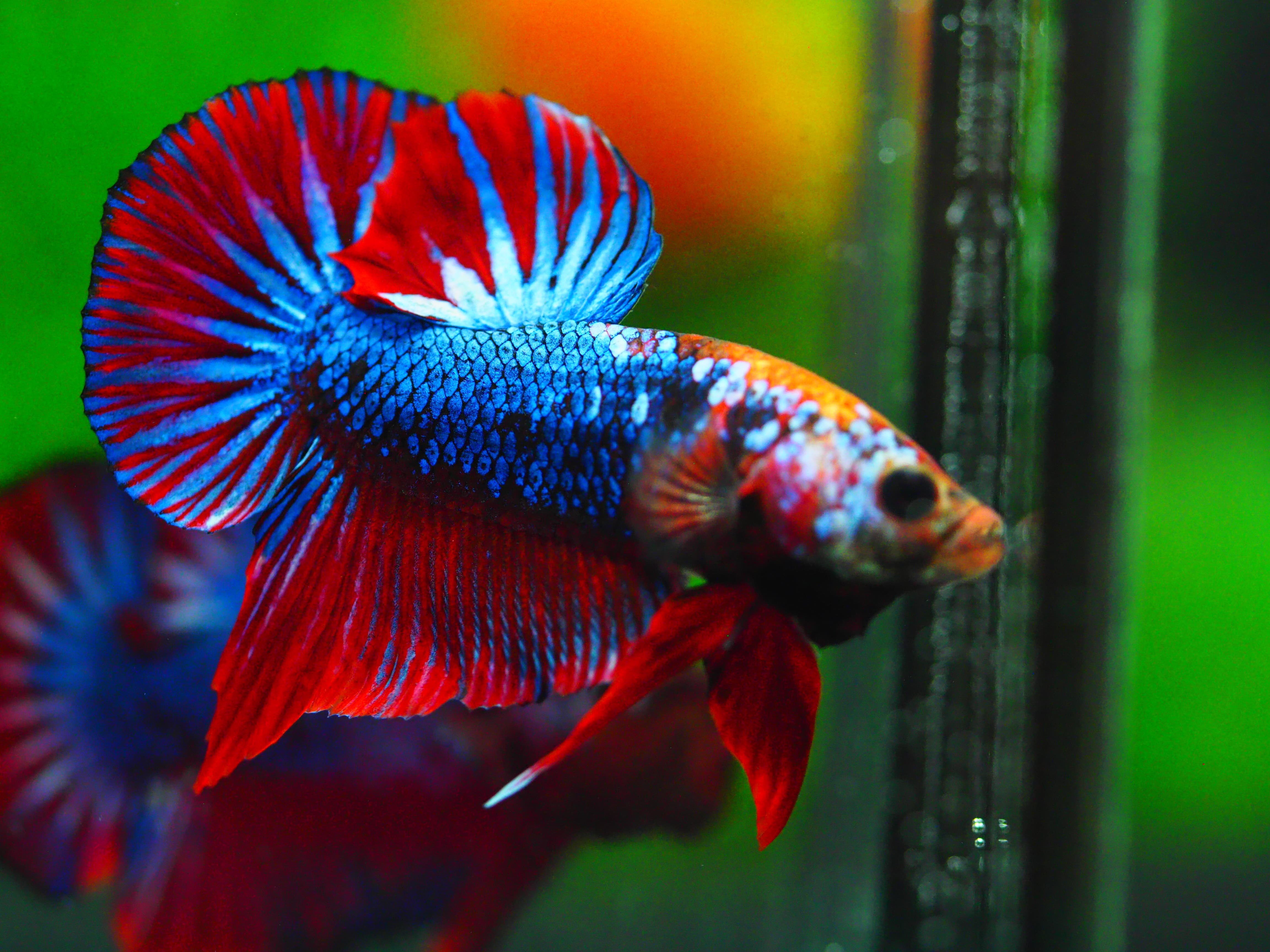 HMPK FANCY MALE GRADE A +++