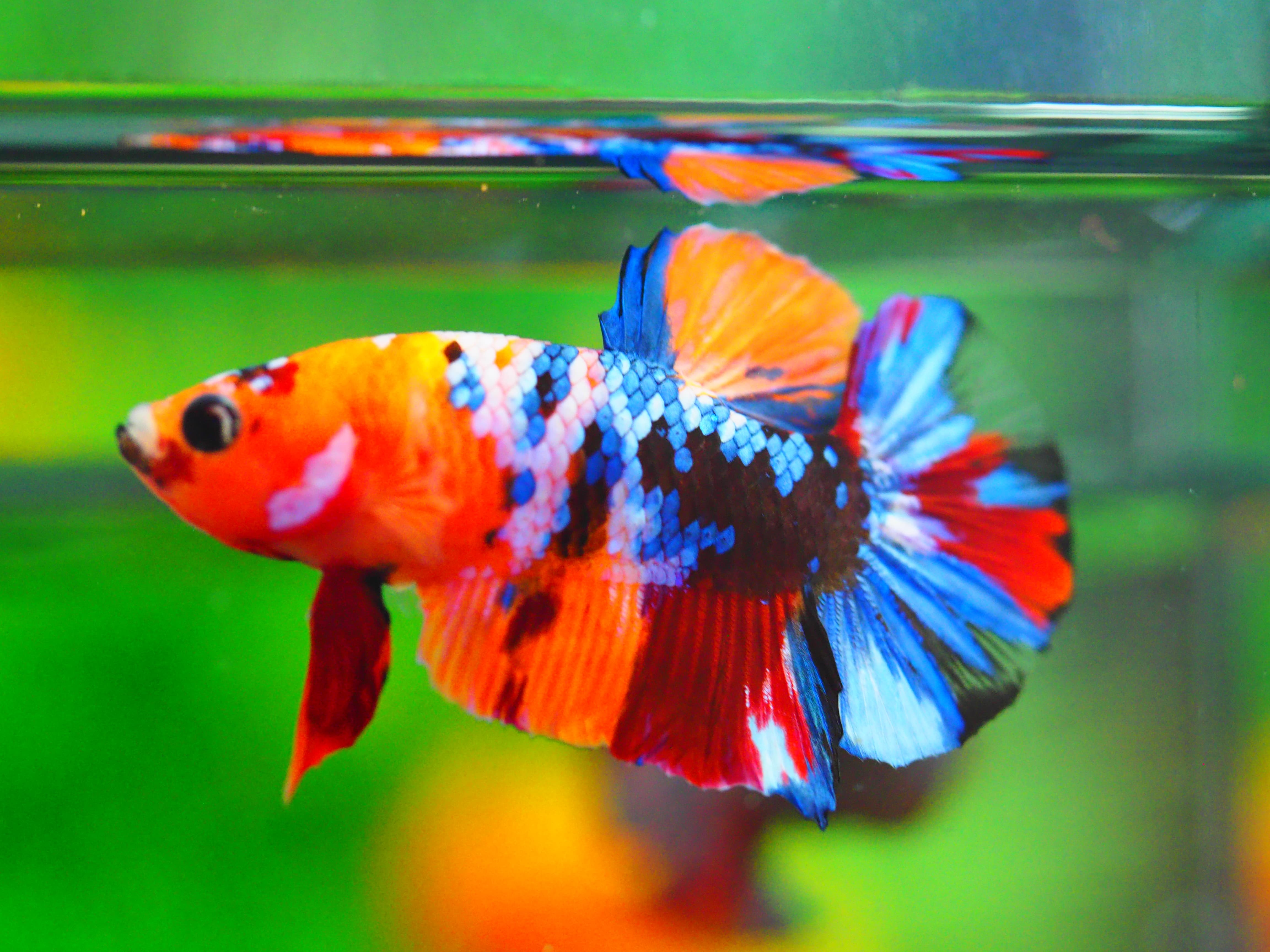 HMPK NEMO GALAXY MALE GRADE A +++