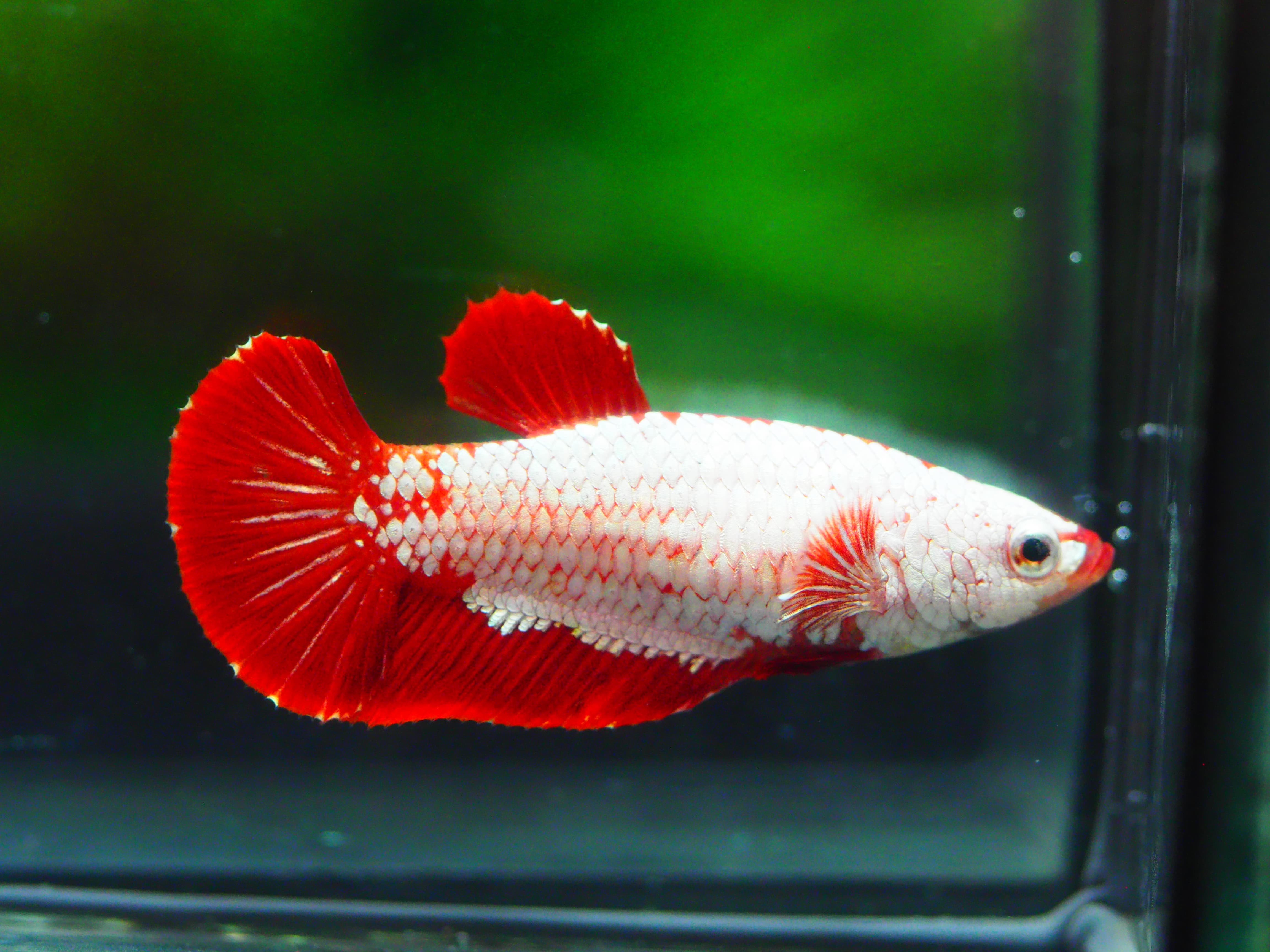 HMPK RED DRAGON FEMALE GRADE A +++