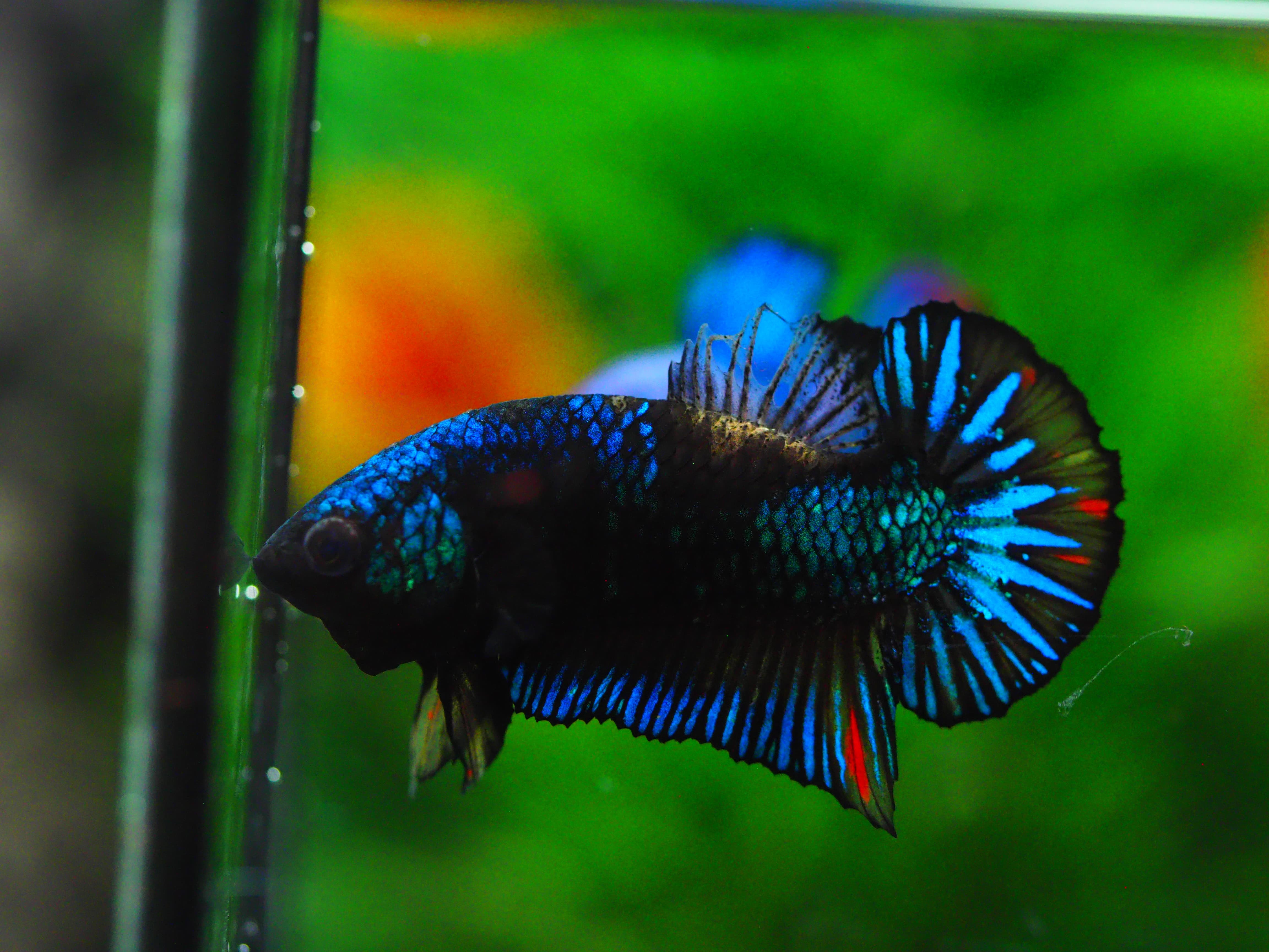 HMPK KOI GALAXY MALE GRADE A +++