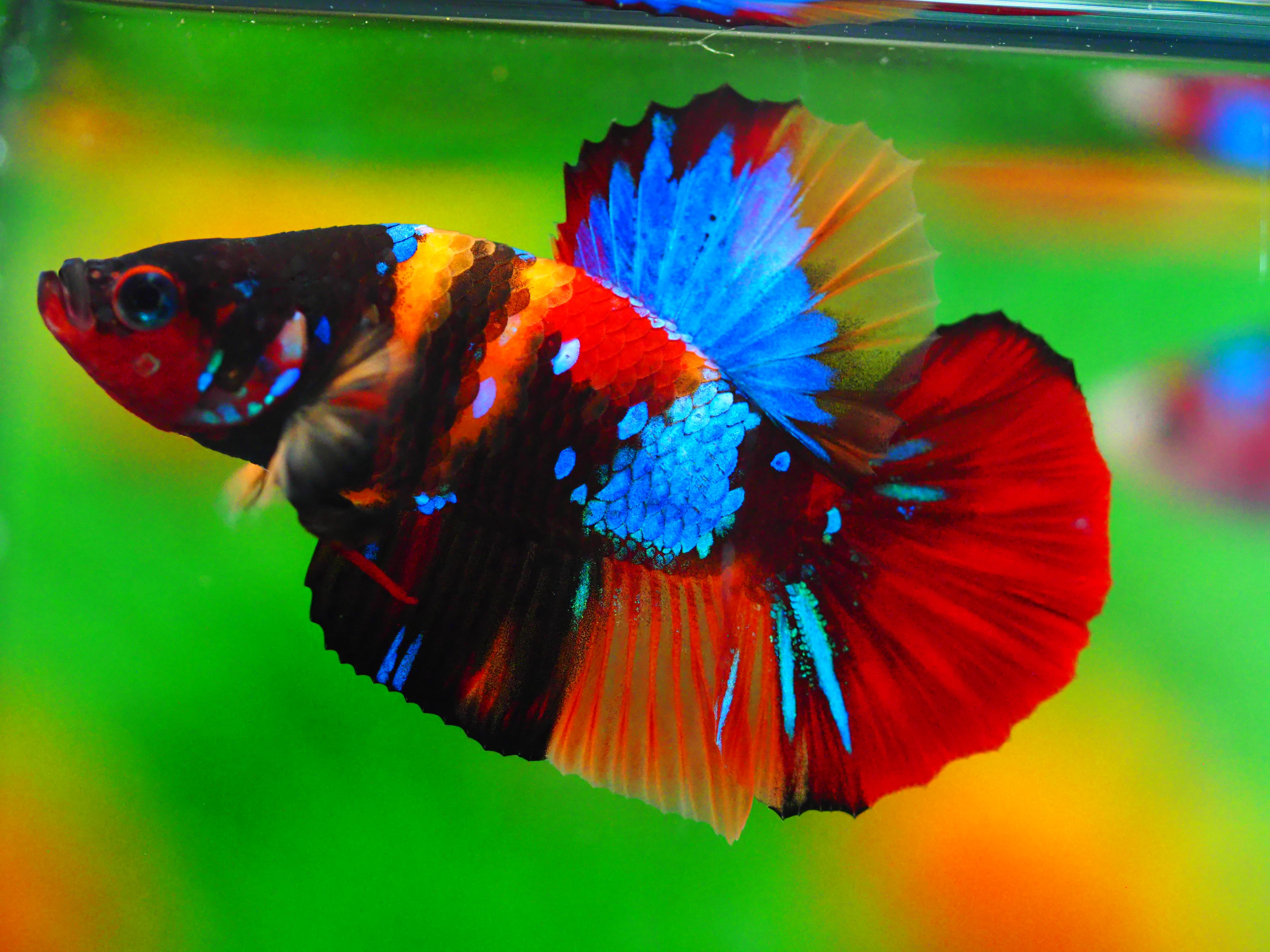 HMPK NEMO GALAXY MALE GRADE A +++