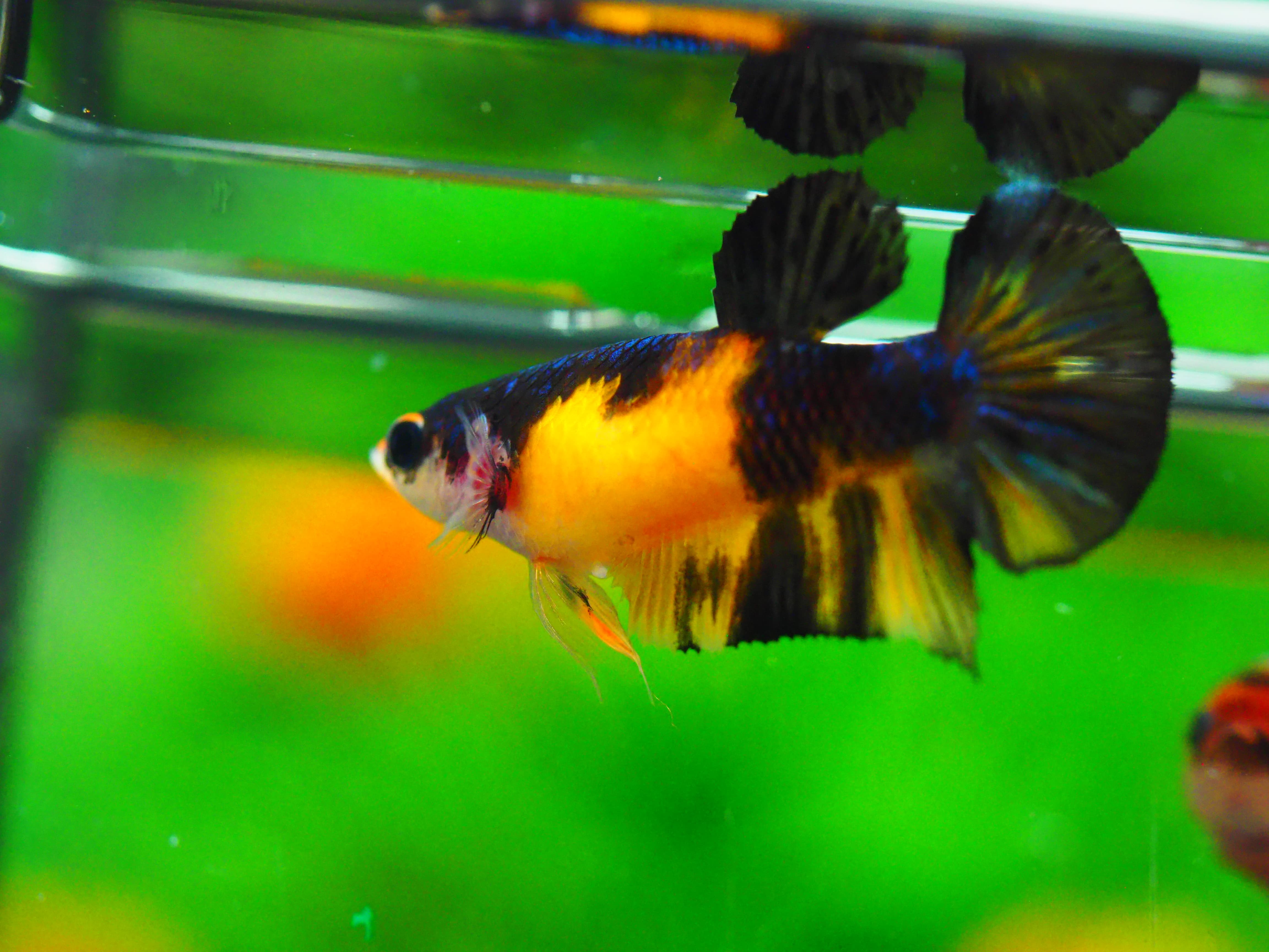 HMPK KOI YELLOW FN MALE GRADE A +++