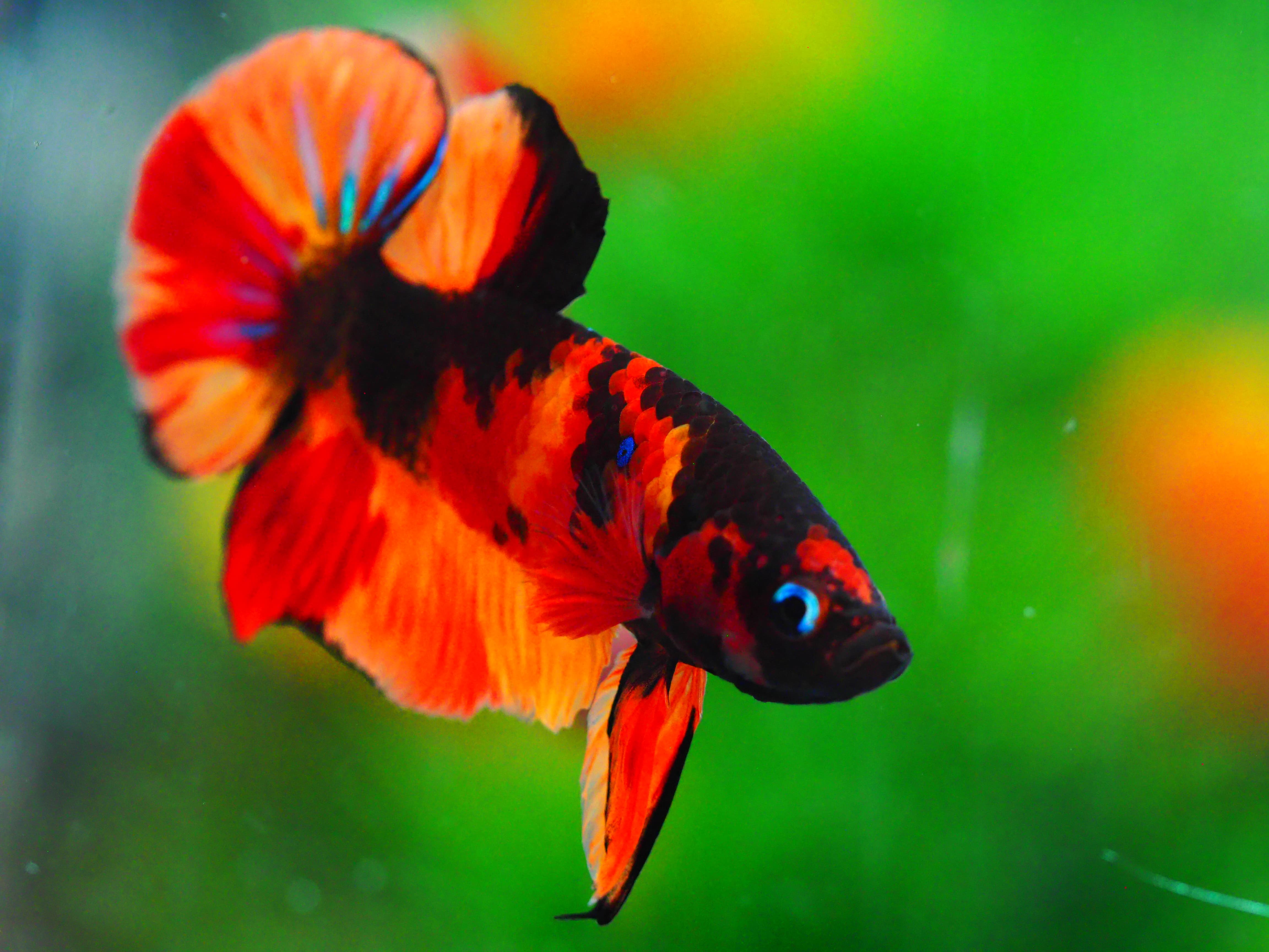 HMPK NEMO GALAXY MALE GRADE A +++