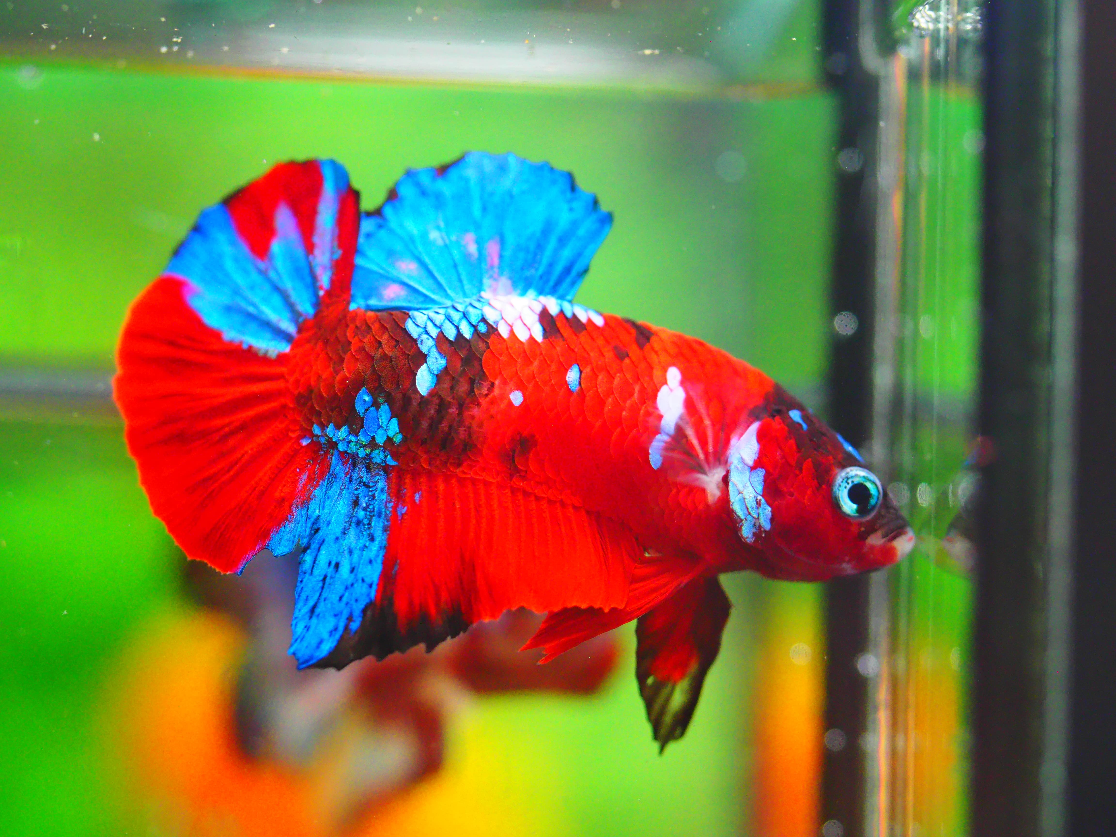 HMPK KOI GALAXY MALE GRADE A +++