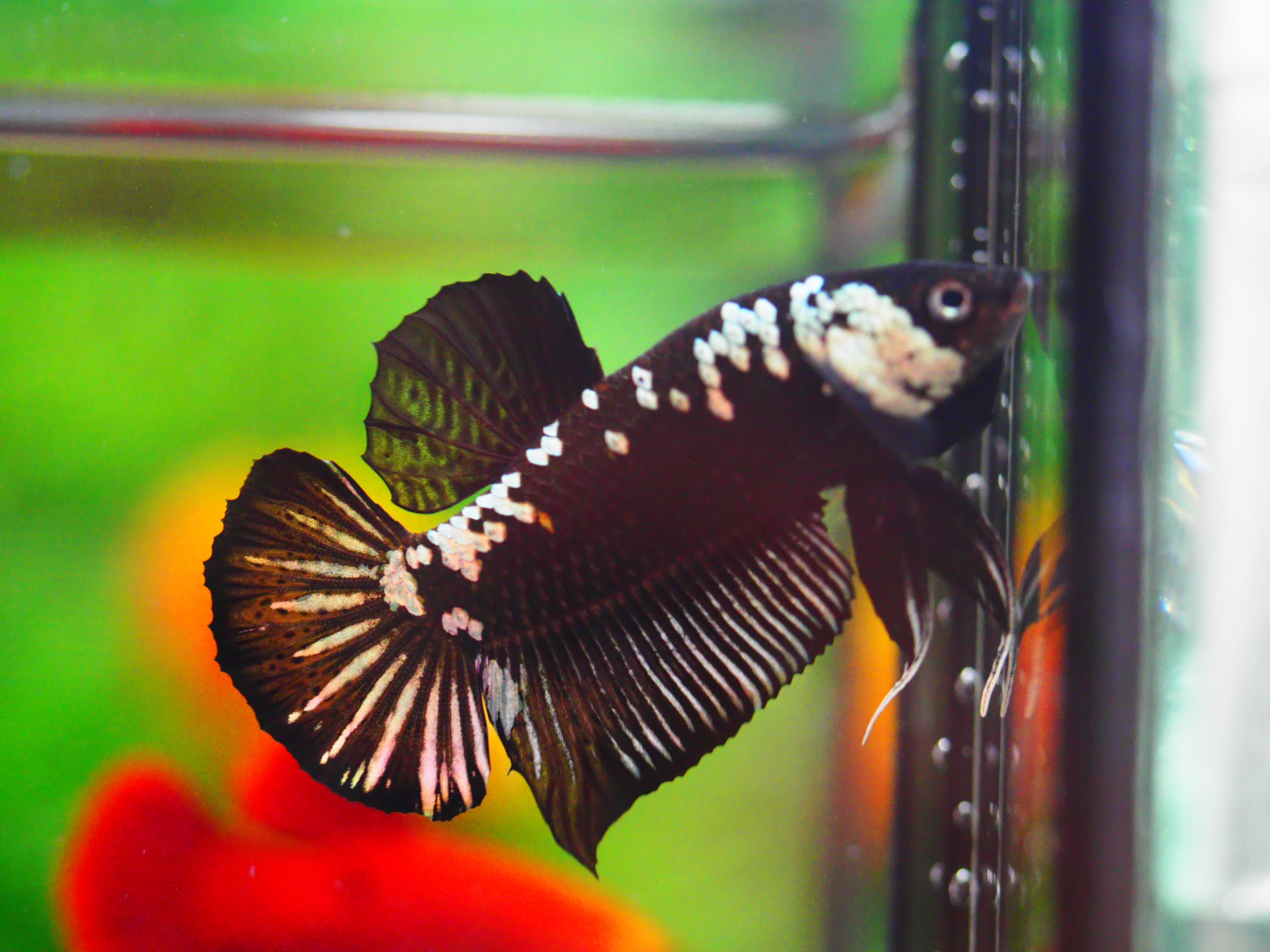 HMPK SRMURIA MALE GRADE A +++