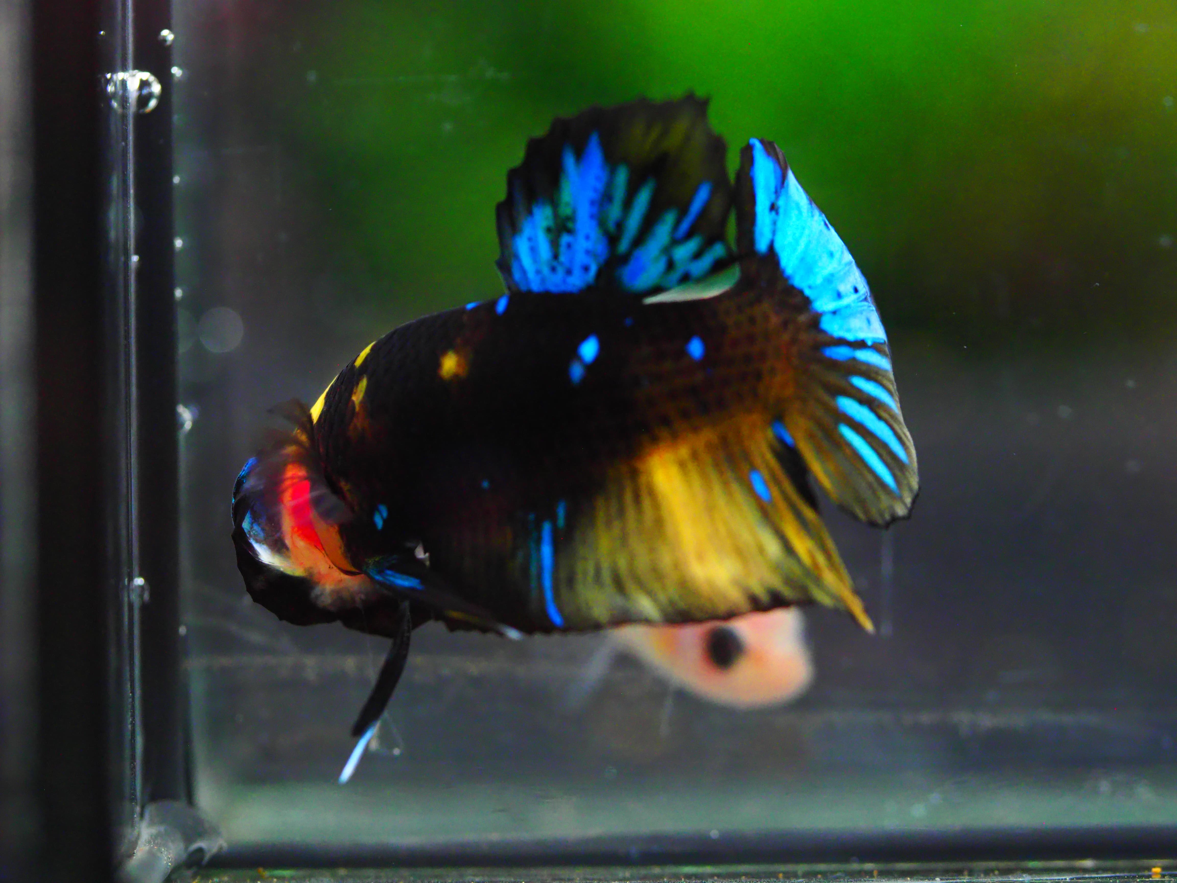 HMPK KOI GALAXY MALE GRADE A +++