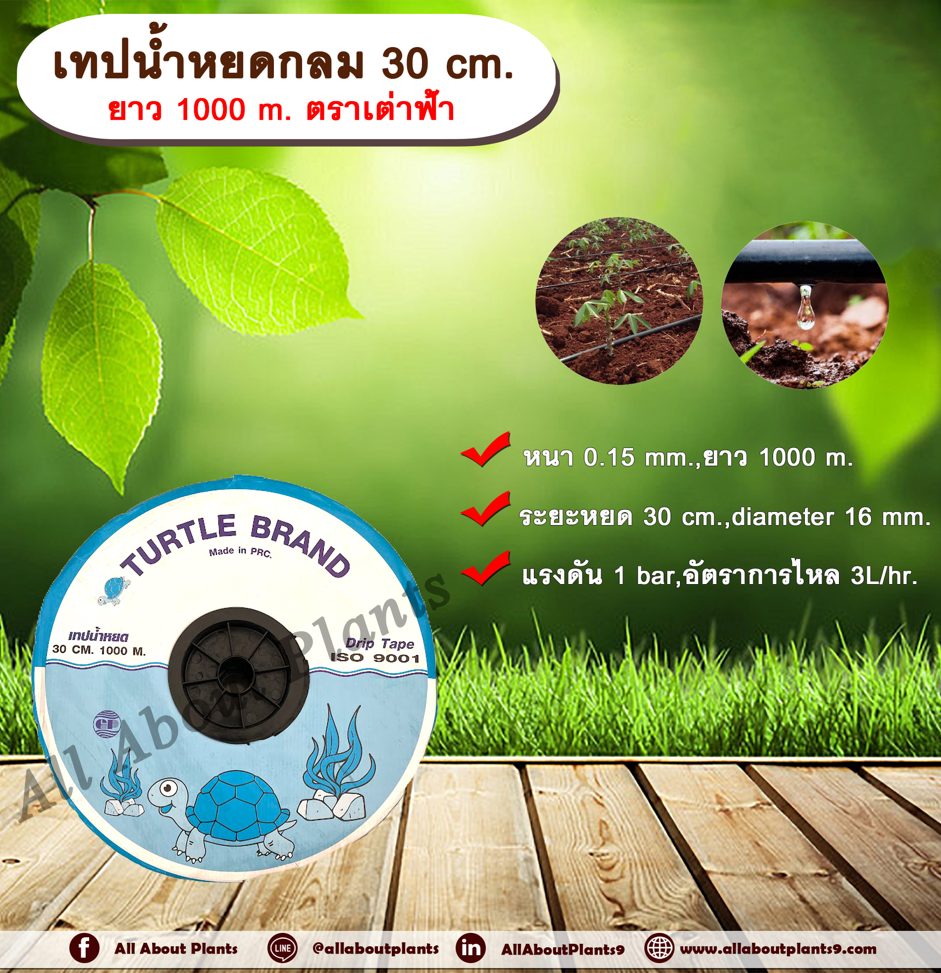 เทปน้ำหยด 30 cm. ยาว 1000 m. ตราเต่าฟ้า เทปน้ำหยด สายน้ำหยด แบบกลม แบบกิ๊ป ระยะห่างรู 30 cm. หนา 0.15 mm. ยาว 1000 m. Drip Tape ชิ้น