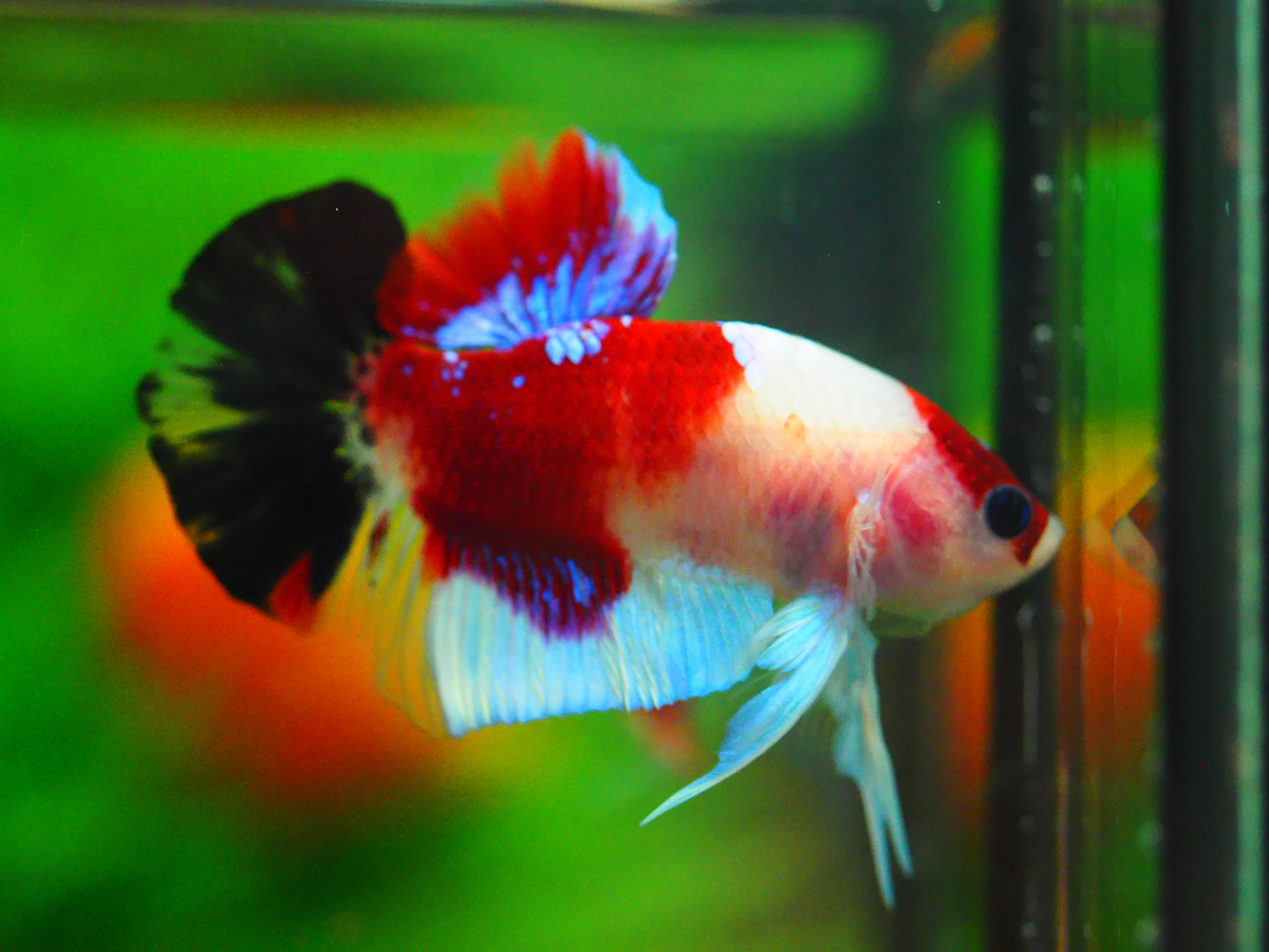 HMPK KOI GALAXY MALE GRADE A +++