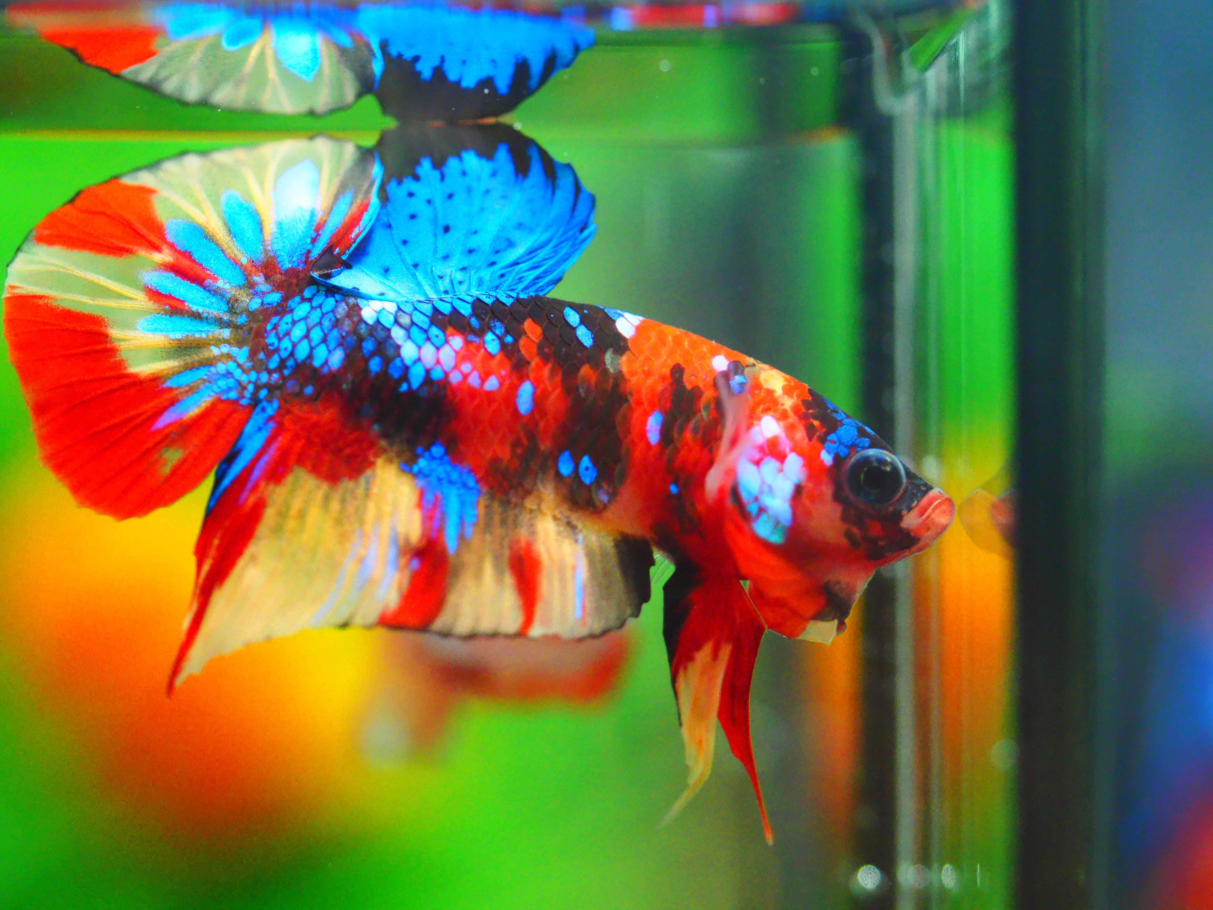 HMPK NEMO GALAXY MALE GRADE A +++