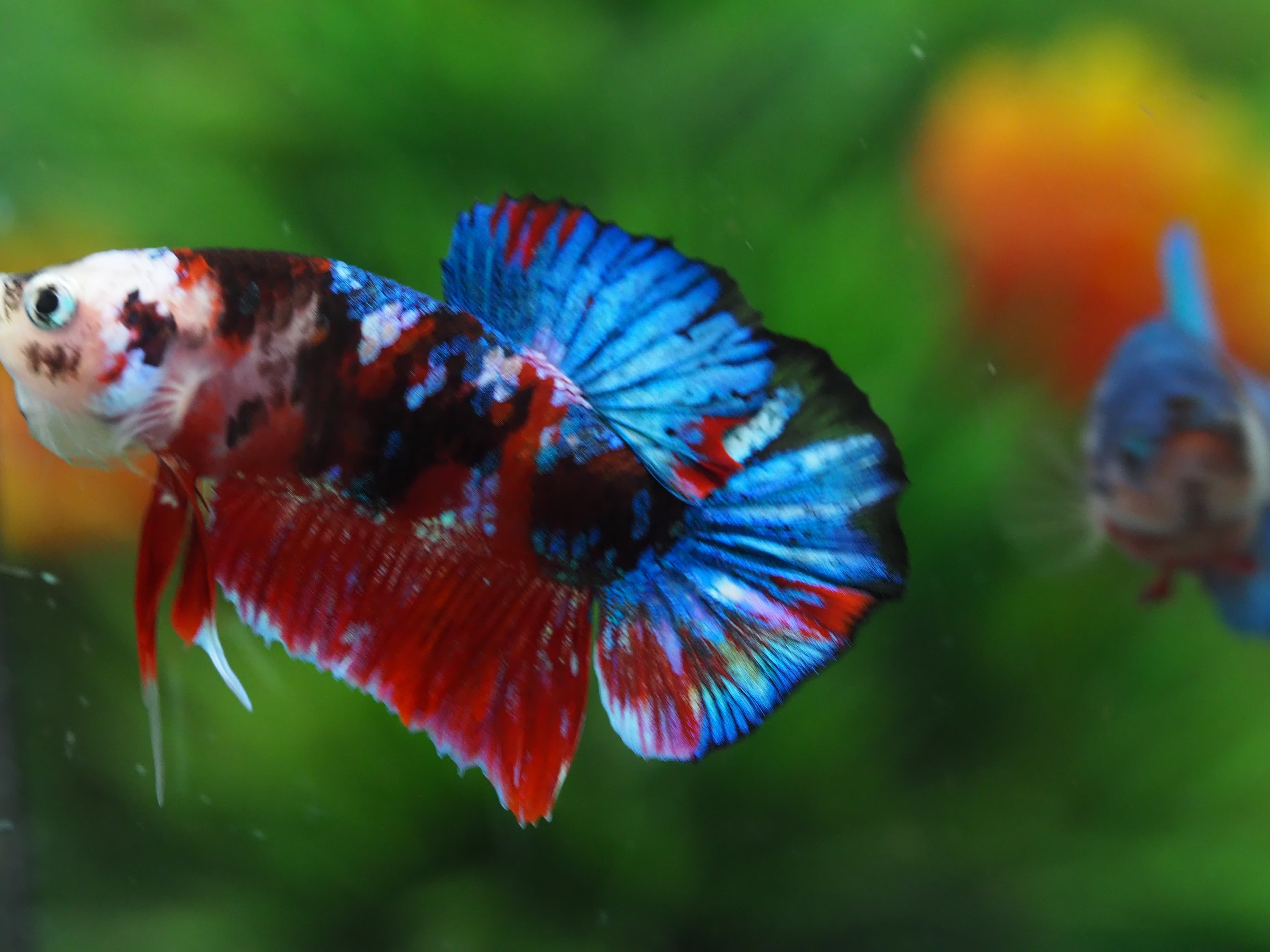 HMPK KOI GALAXY MALE GRADE A+++
