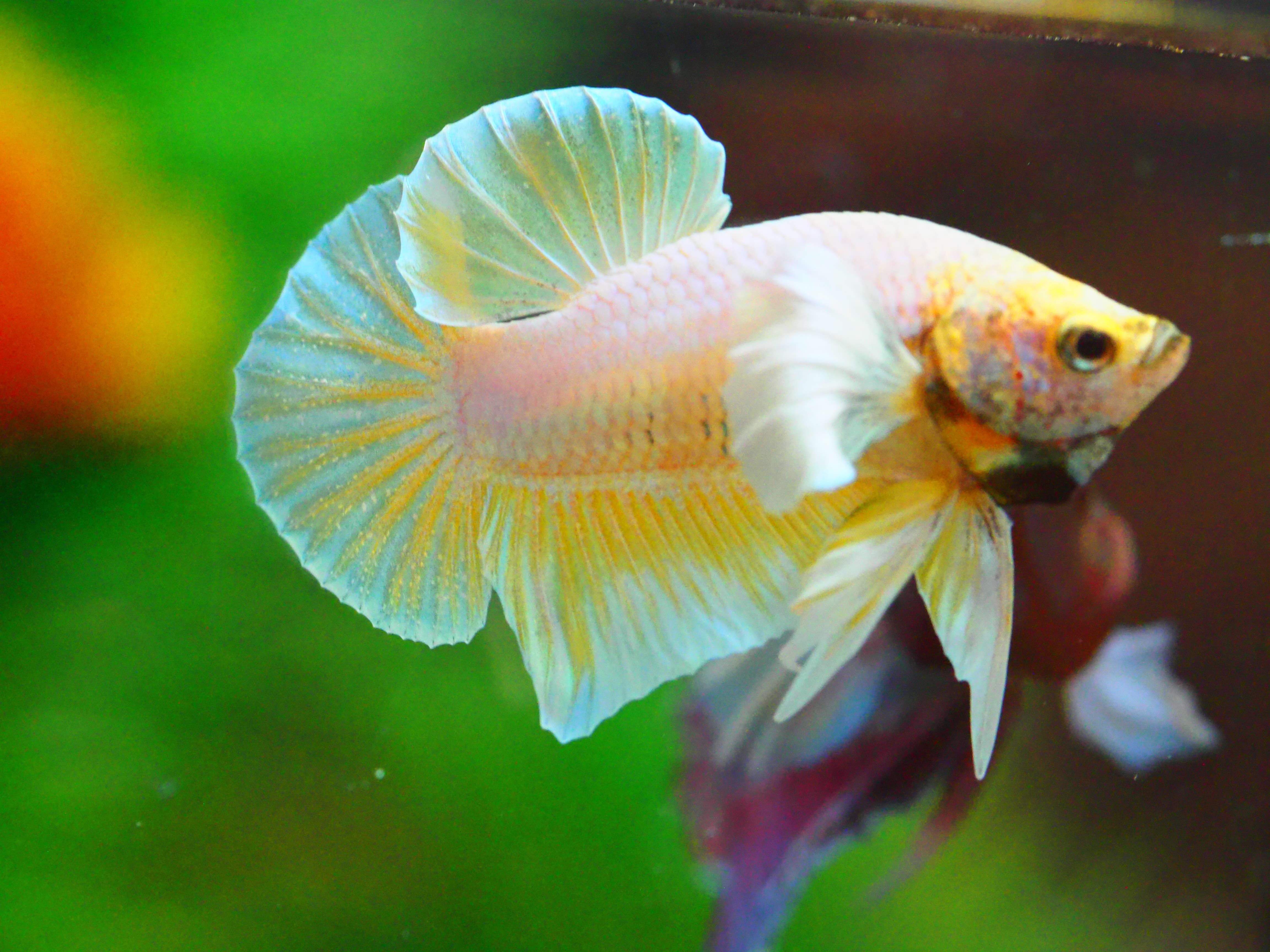 HMPK DUMBO MALE GRADE A +++