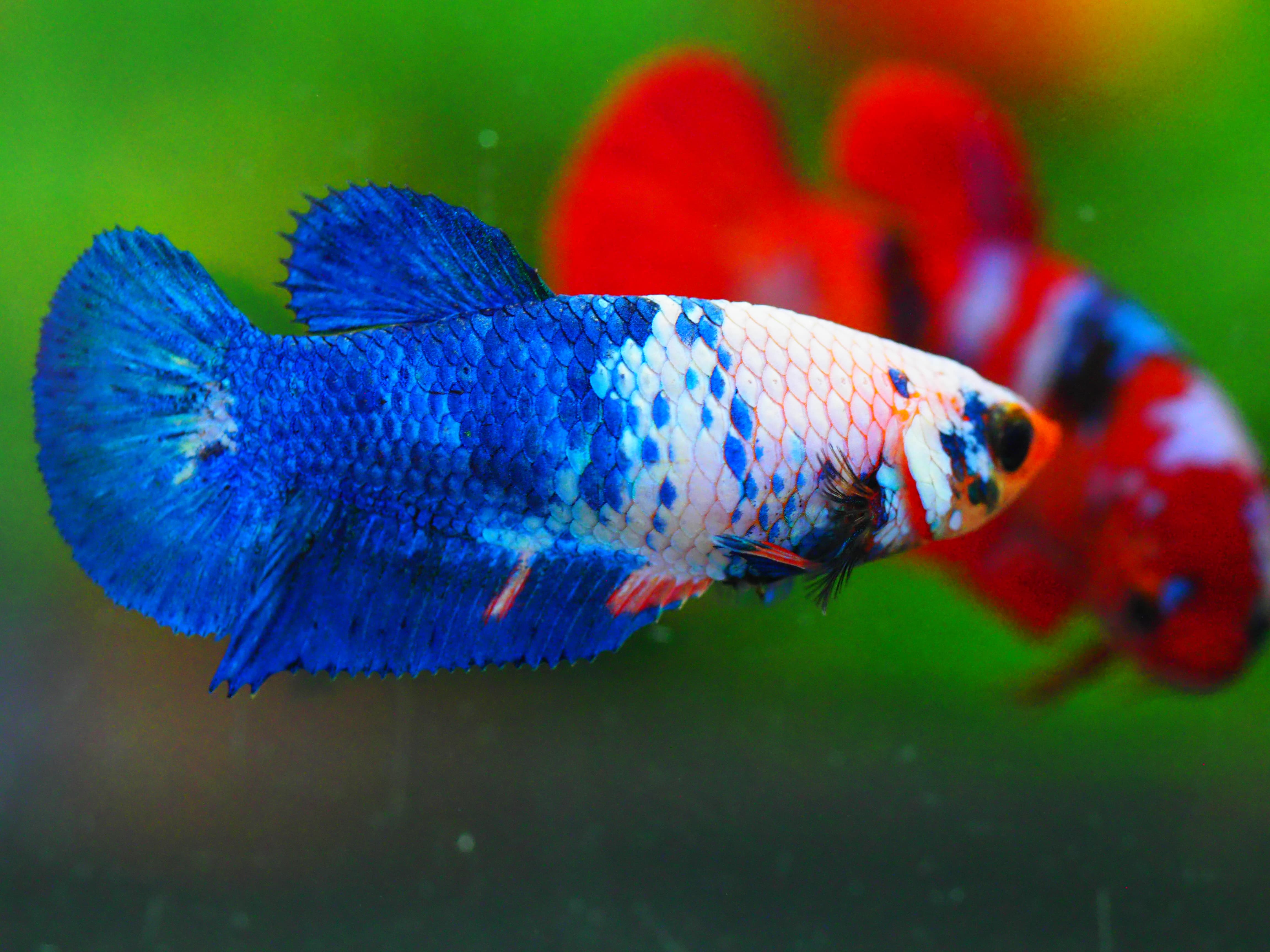 HMPK FANCY FNMALE GRADE A +++