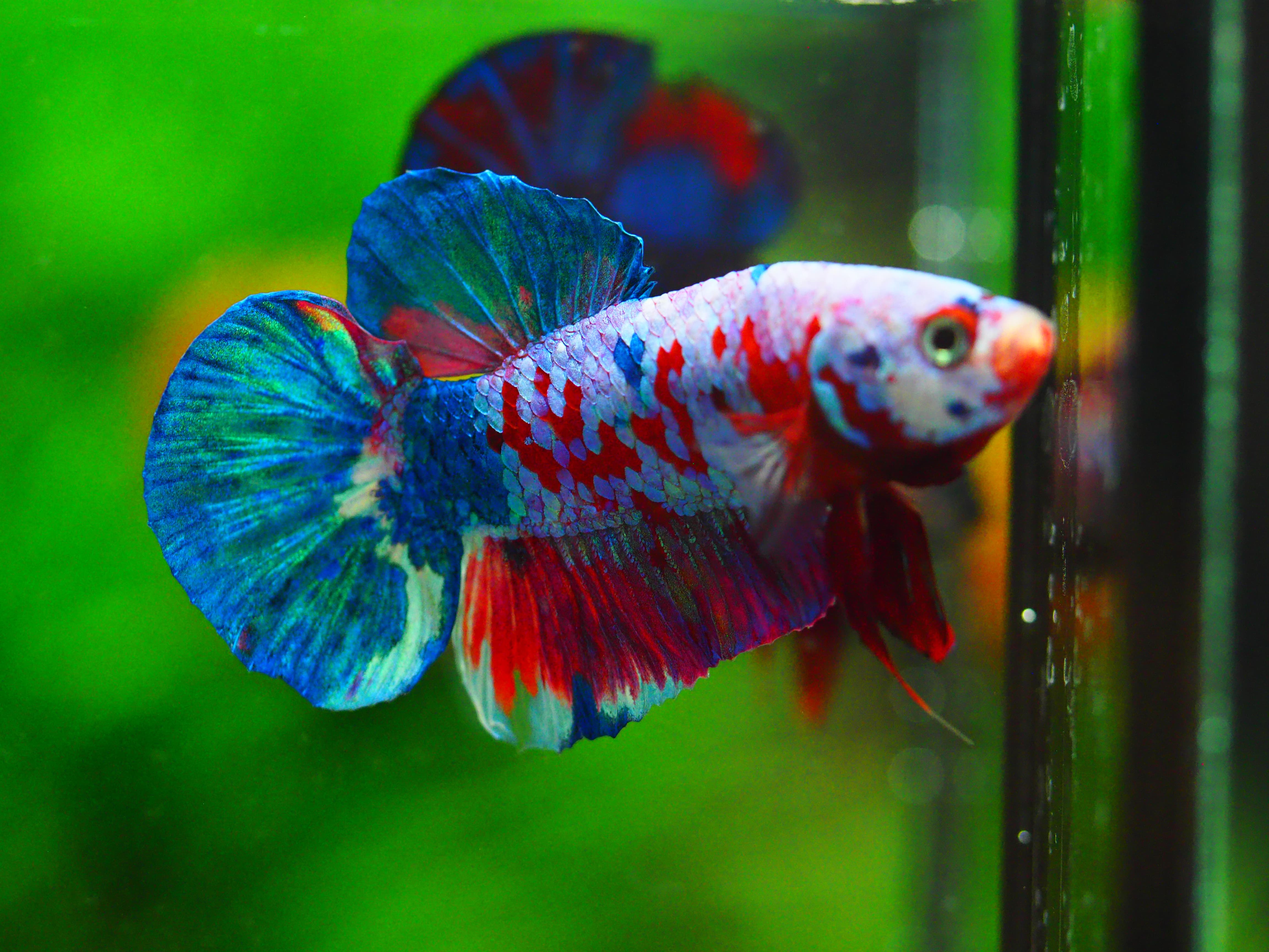 HMPK KOI GALAXY MALE