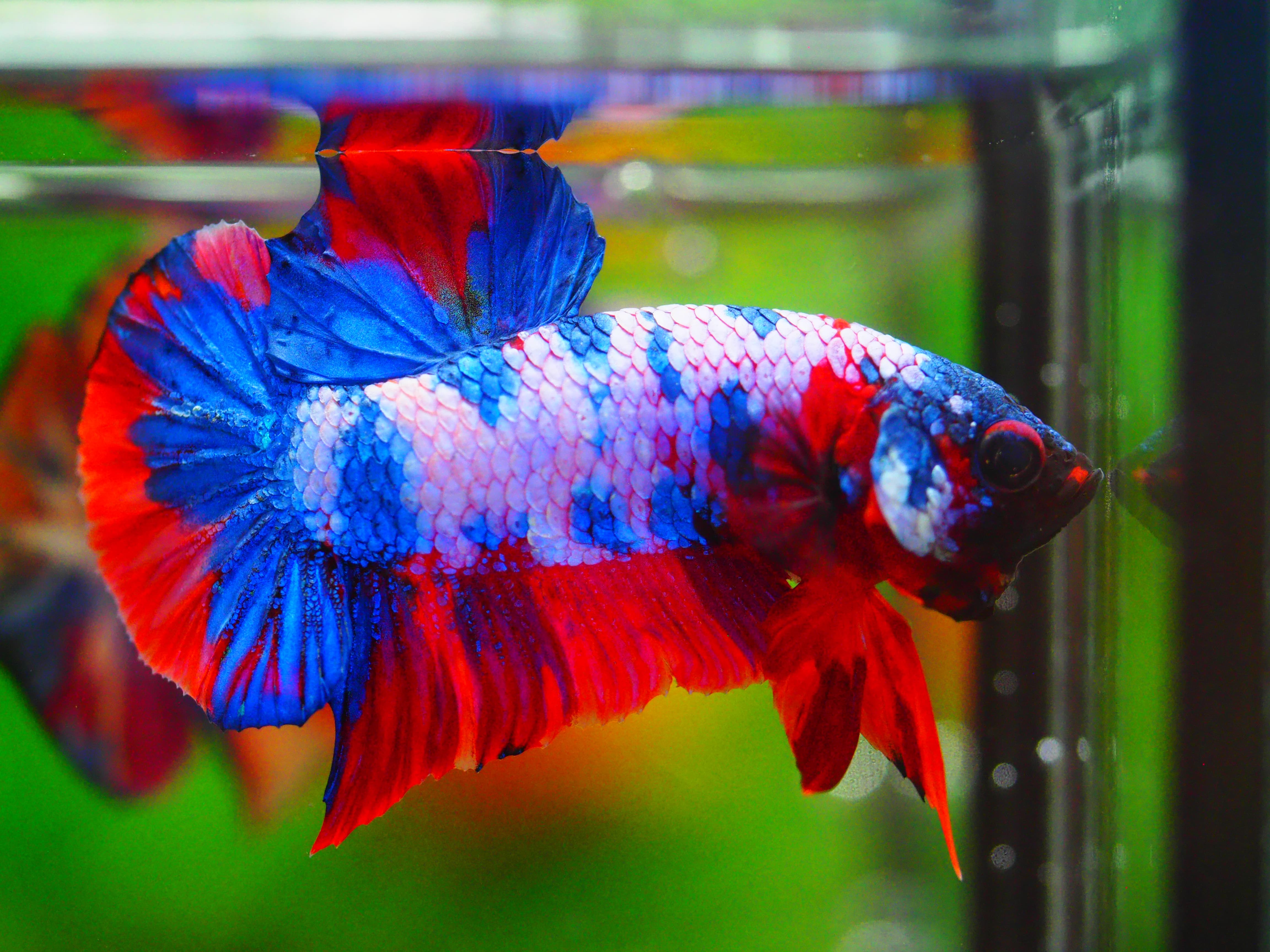 HMPK KOI FANCY MALE GRADE A +++