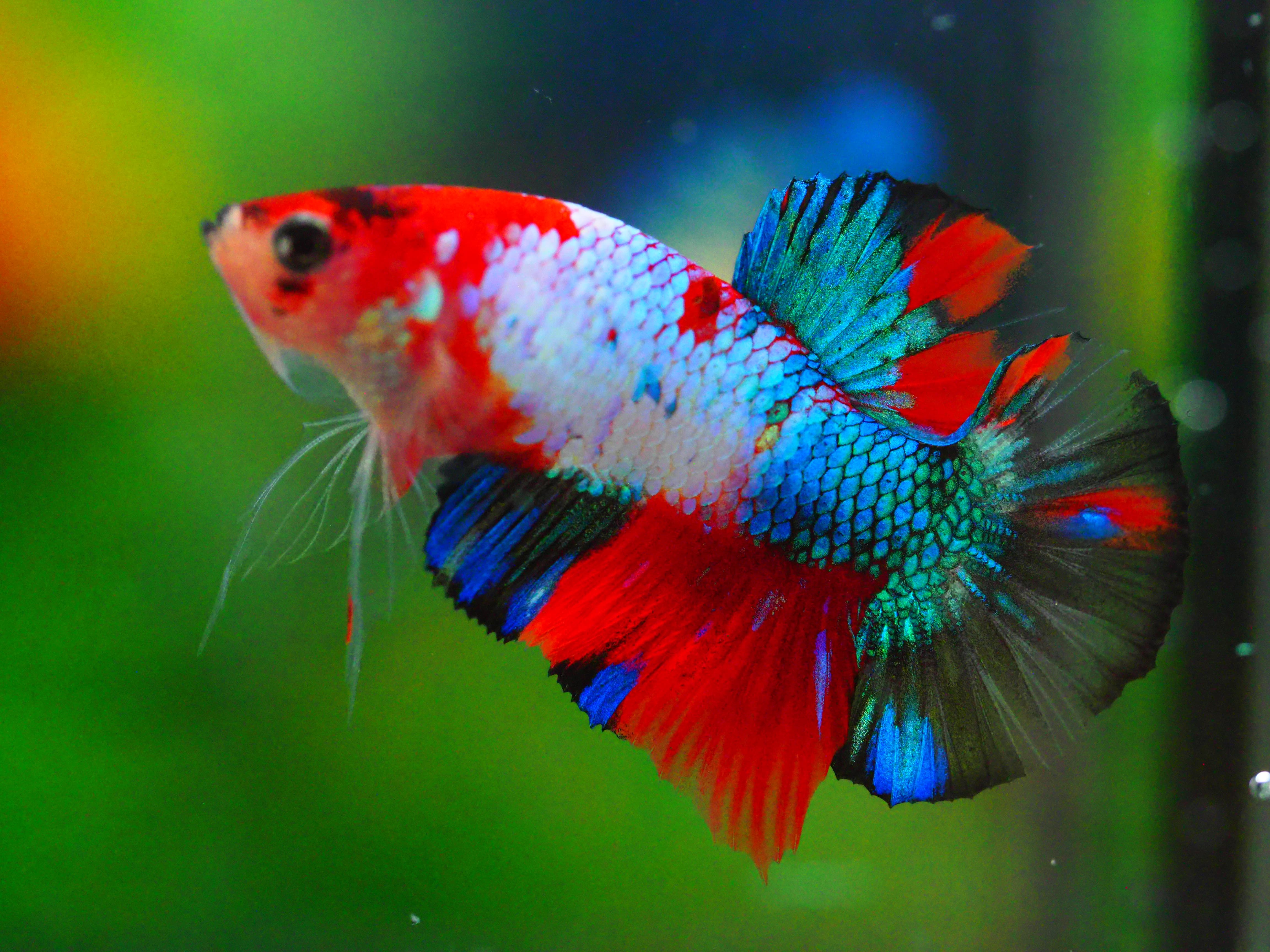 HMPKKOI GALAXY MALE GRADE A +++