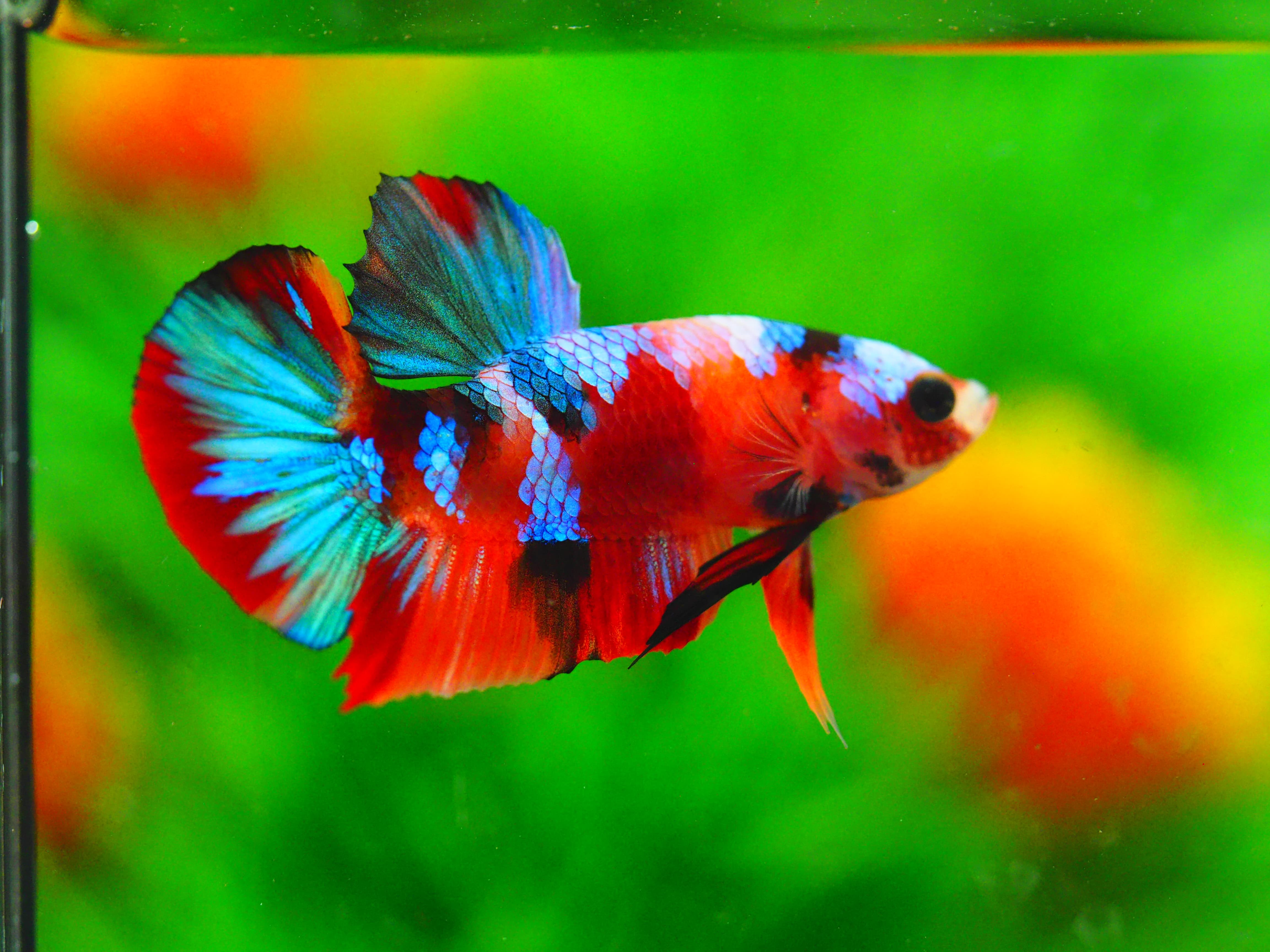 HMPK NEMO GALAXY MALE GRADE A+++