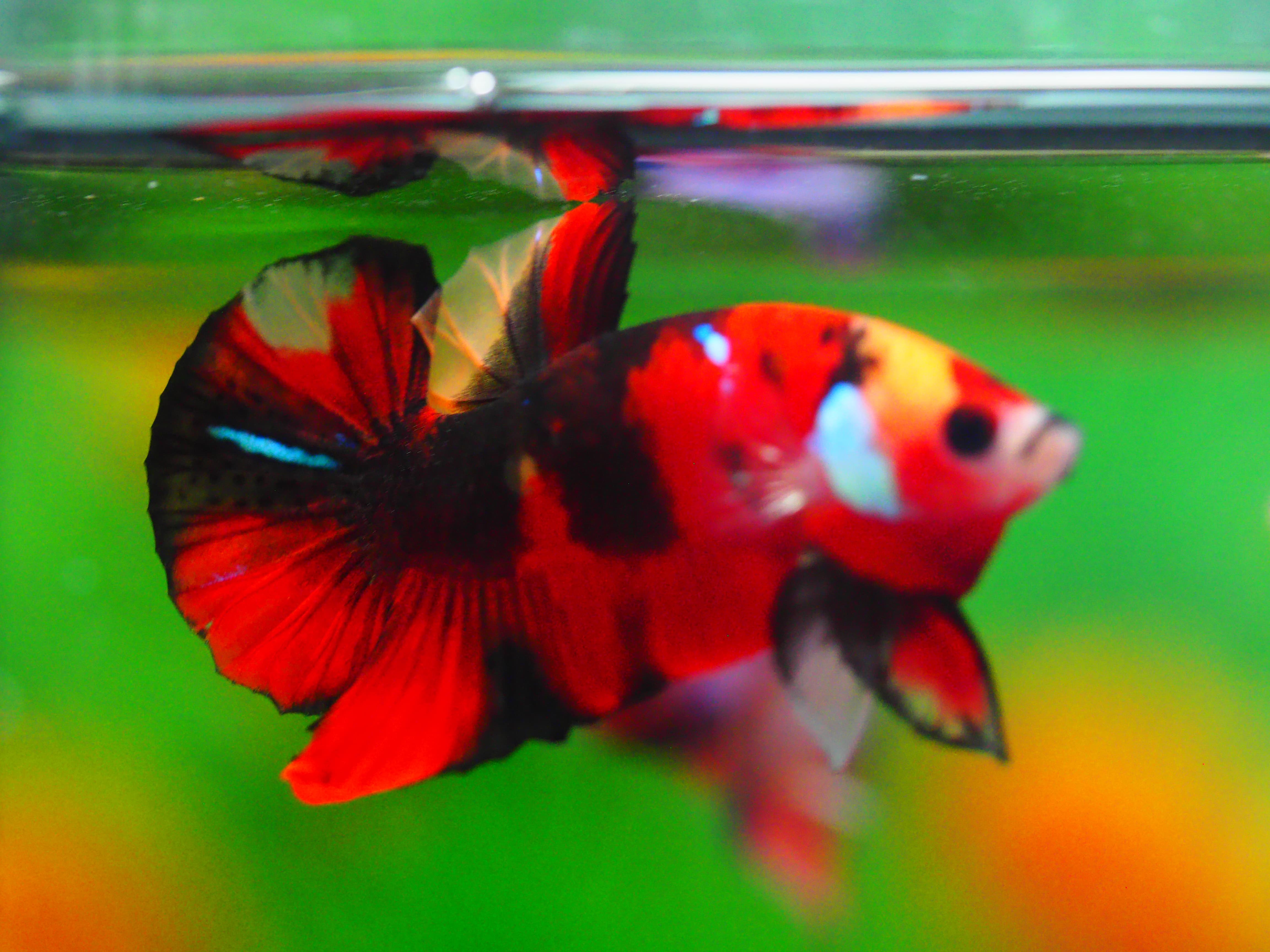 HMPK KOI GALAXY MALE GRADE A +++