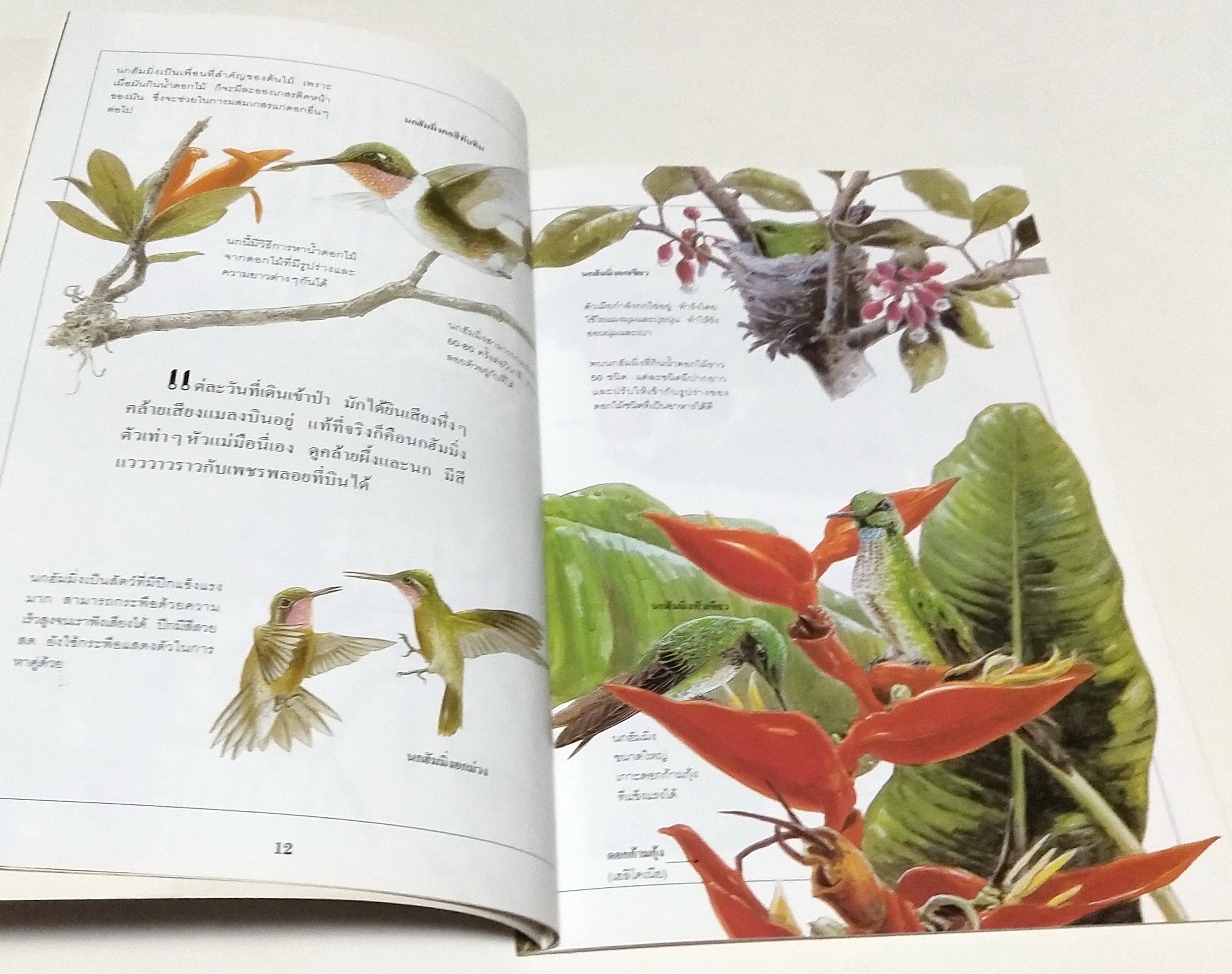 หนังสือภาพสวย ** กลางปกด้านใน หน้าและหลัง และหน้าสุดท้ายมีรอบสก๊อตเทป ภาพสีทั้งเล่ม ศึกษาชนิดพืชและสัตว์ในป่าดงดิบอันอุดมสมบูรณ์ "สิ่งมีชีวิตในป่า" โดย Tatsuhide Matsuoka แปลและเรียบเรียงโดย ดร. ชวลิต วิทยานนท์ พิมพ์ครั้งที่ 2 กันยายน 2547