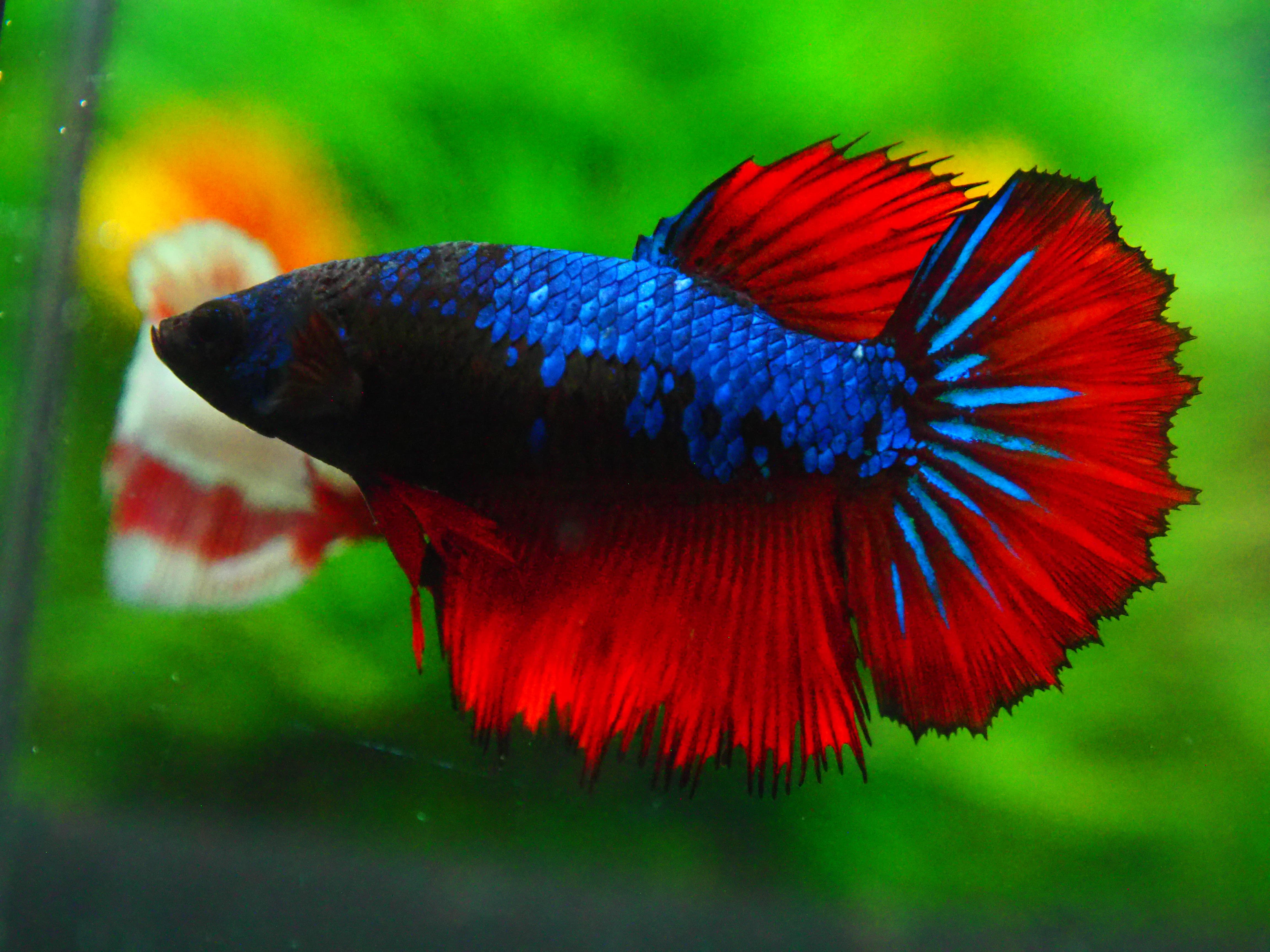 HM FANCY FN MALE GRADE A +++