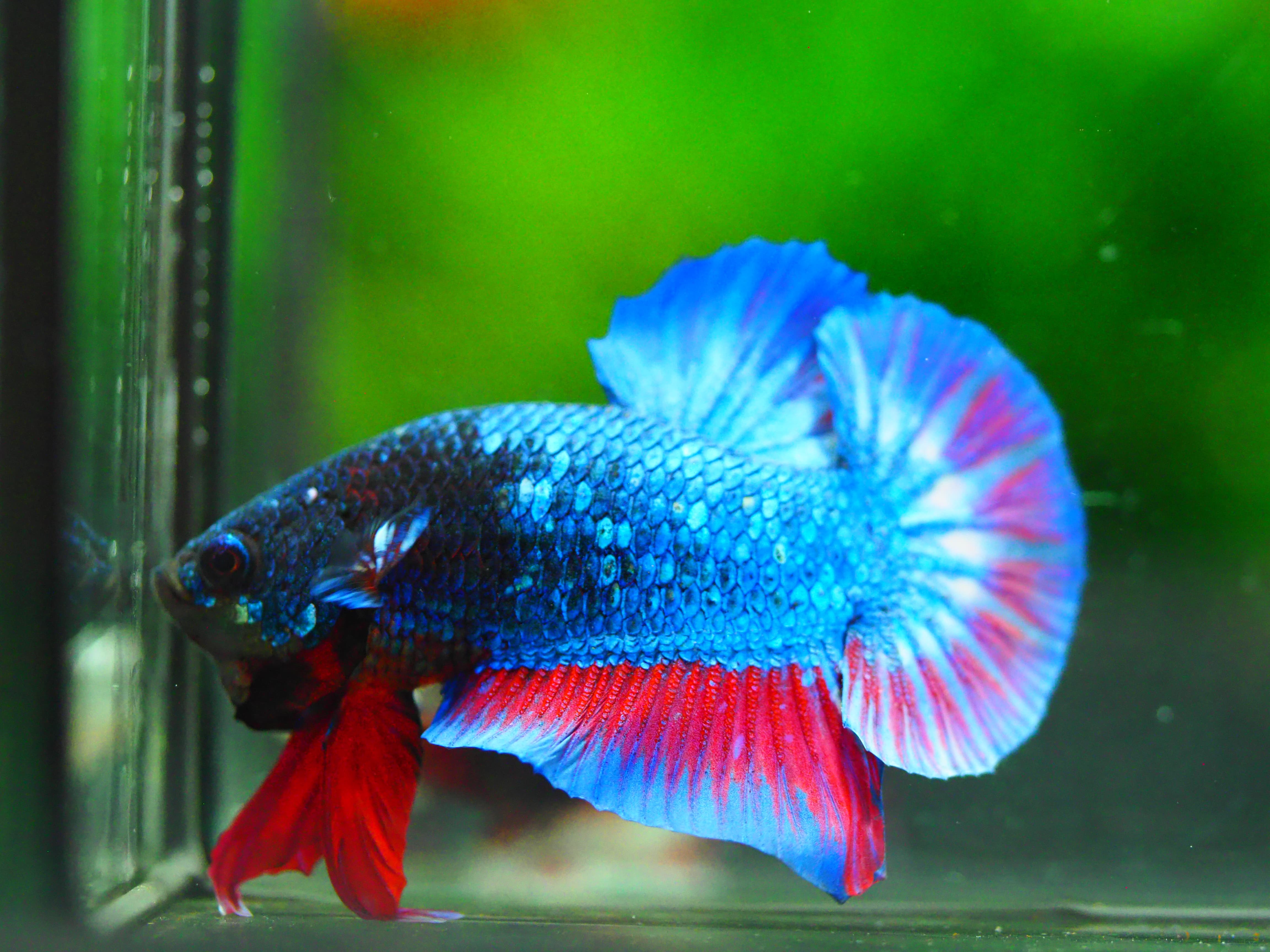 HMPK FANCY MALE GRADE A +++