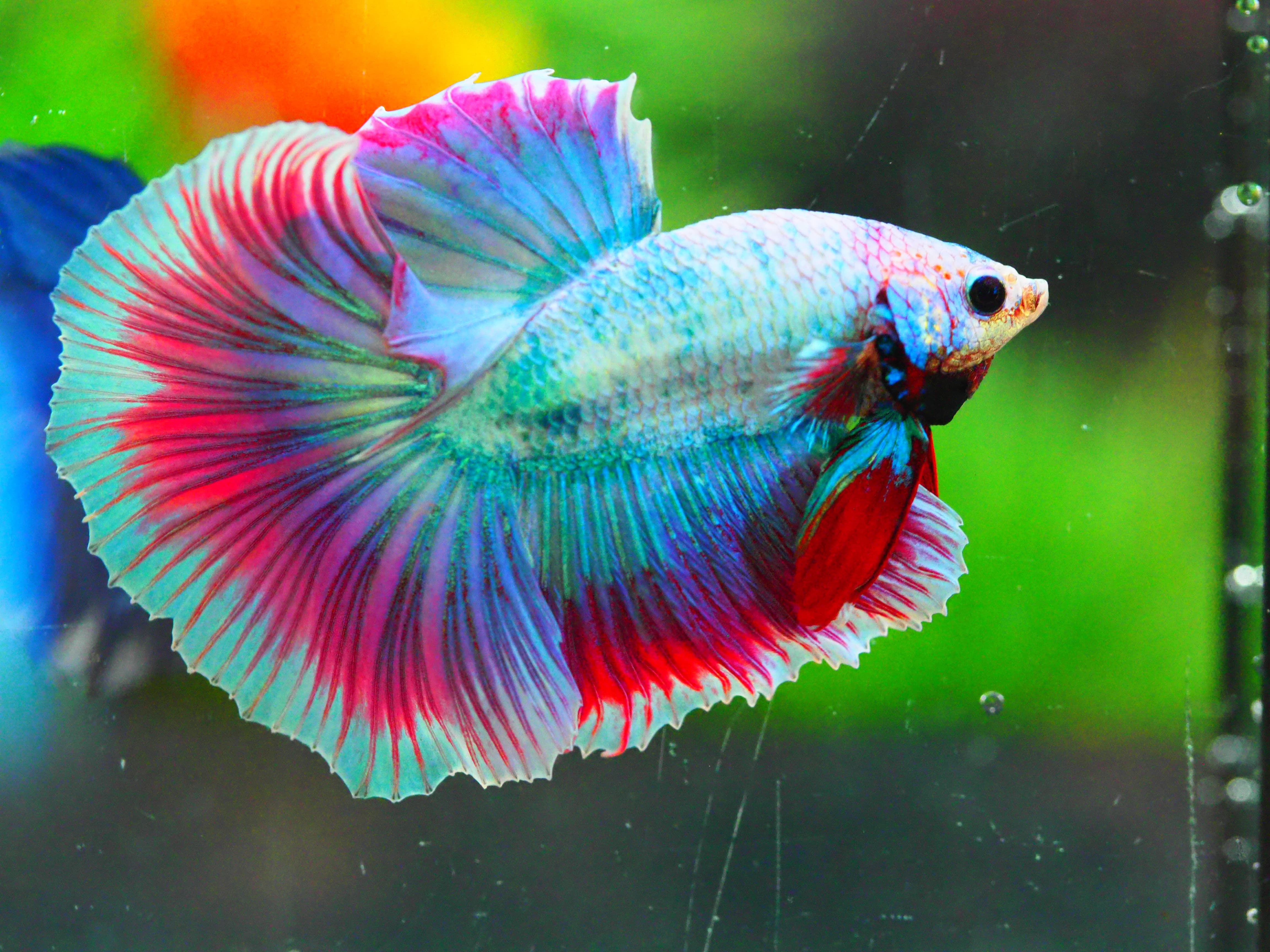 HM FANCY MALE GRADE A +++