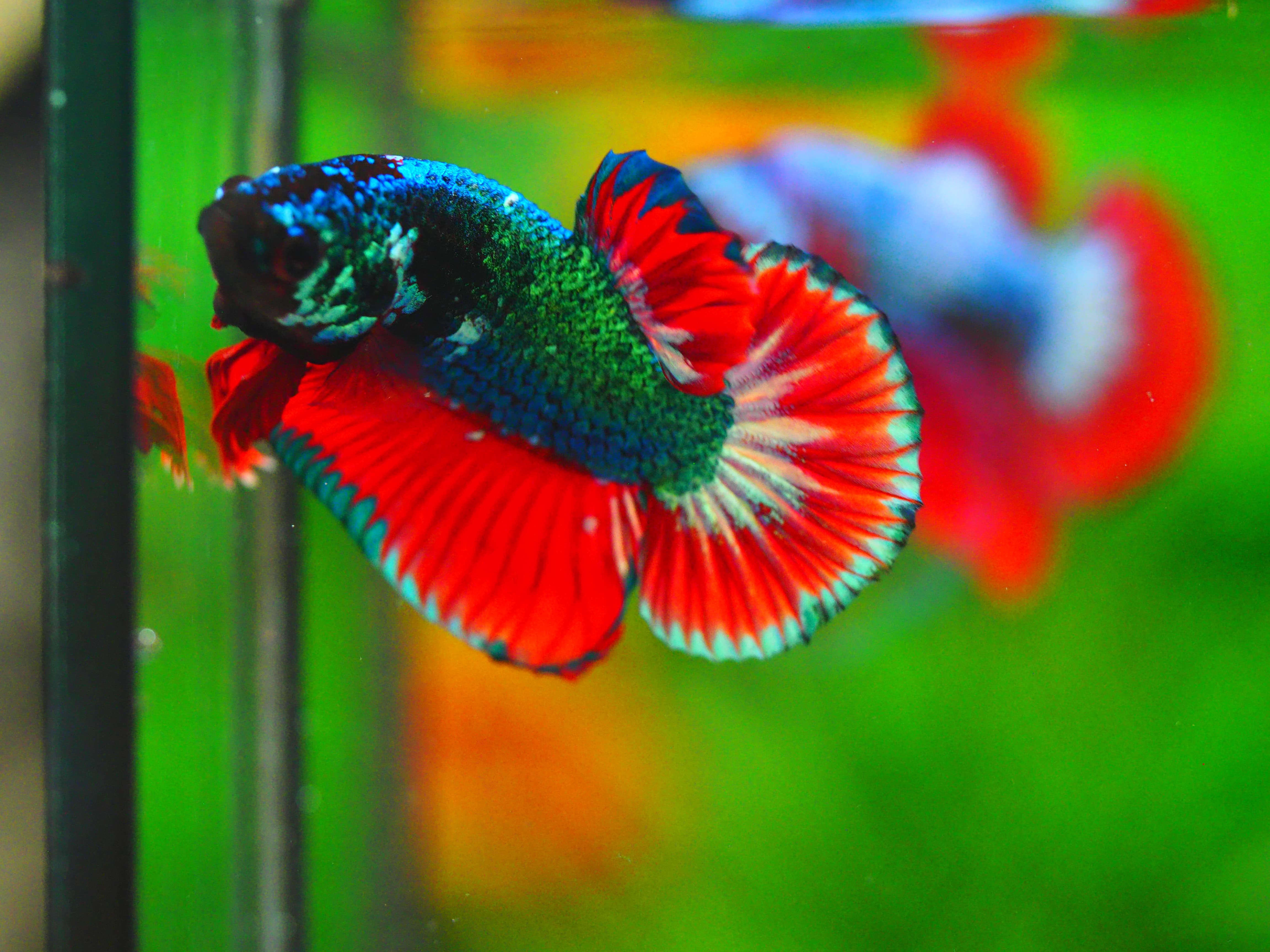 HMPK FANCY MALE GRADE A+++