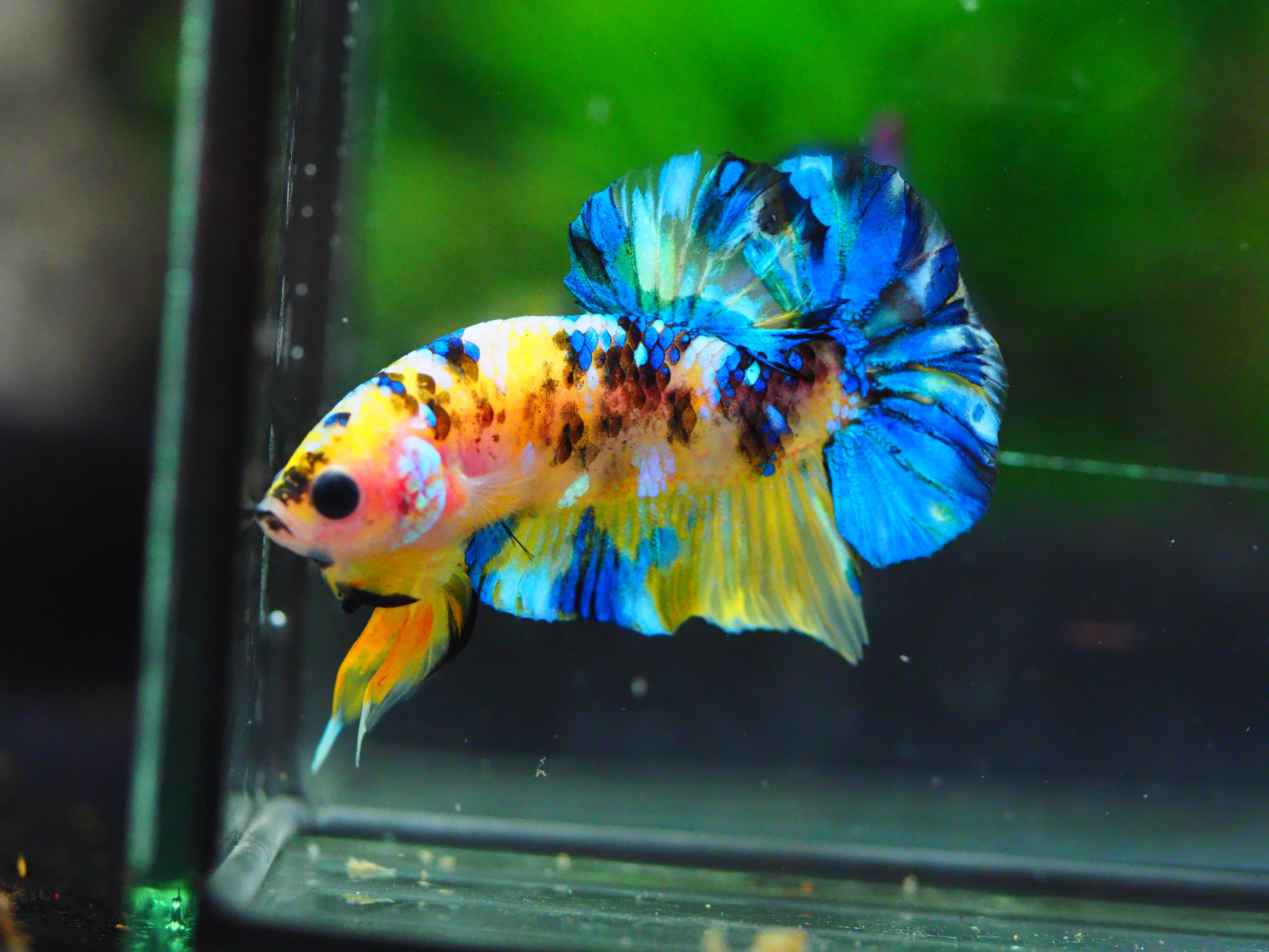 HMPK KOI YELLOW MALE GRADE A +++