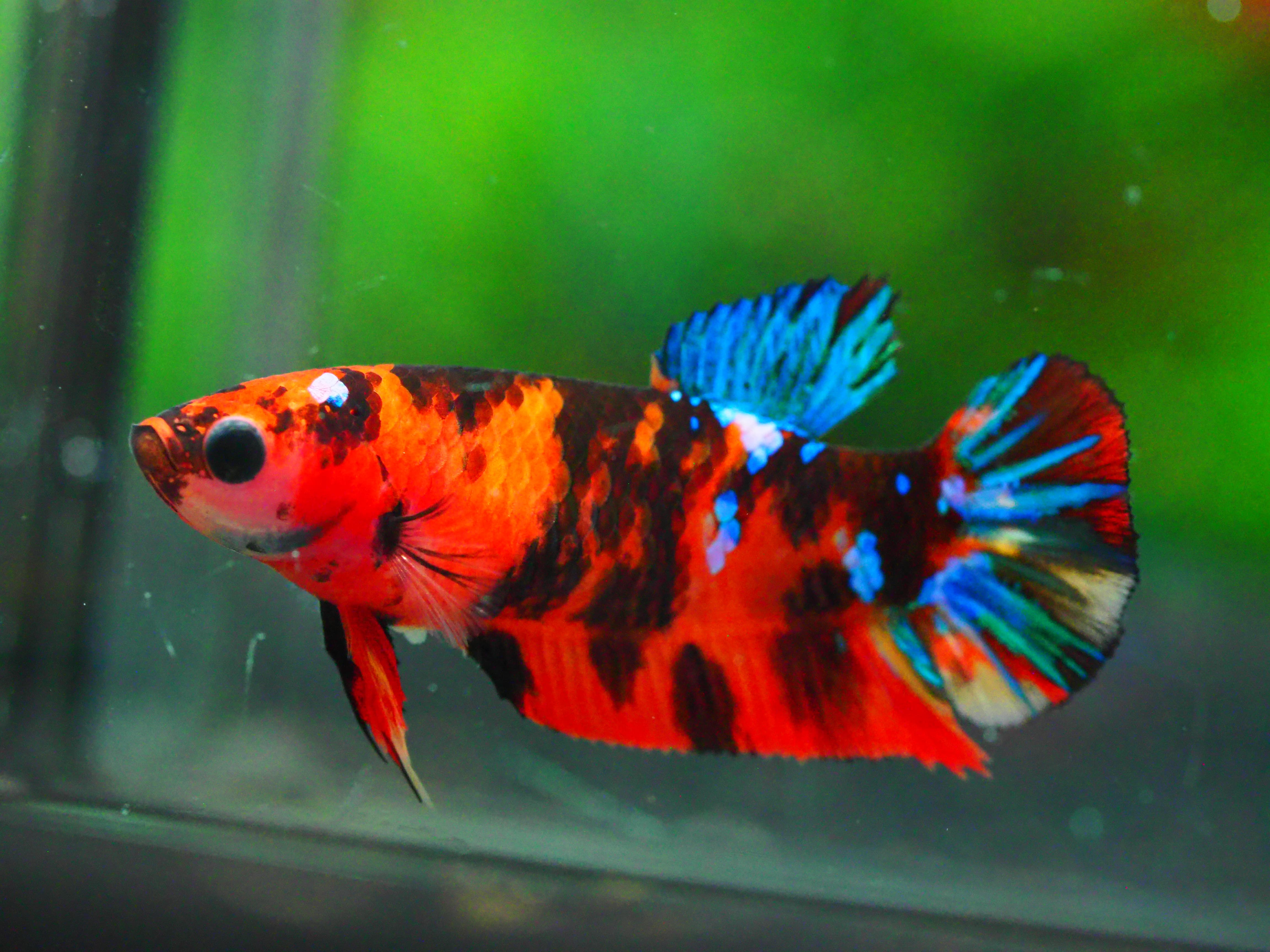 HMPK KOI GALAXY FNMALE GRADE A +++