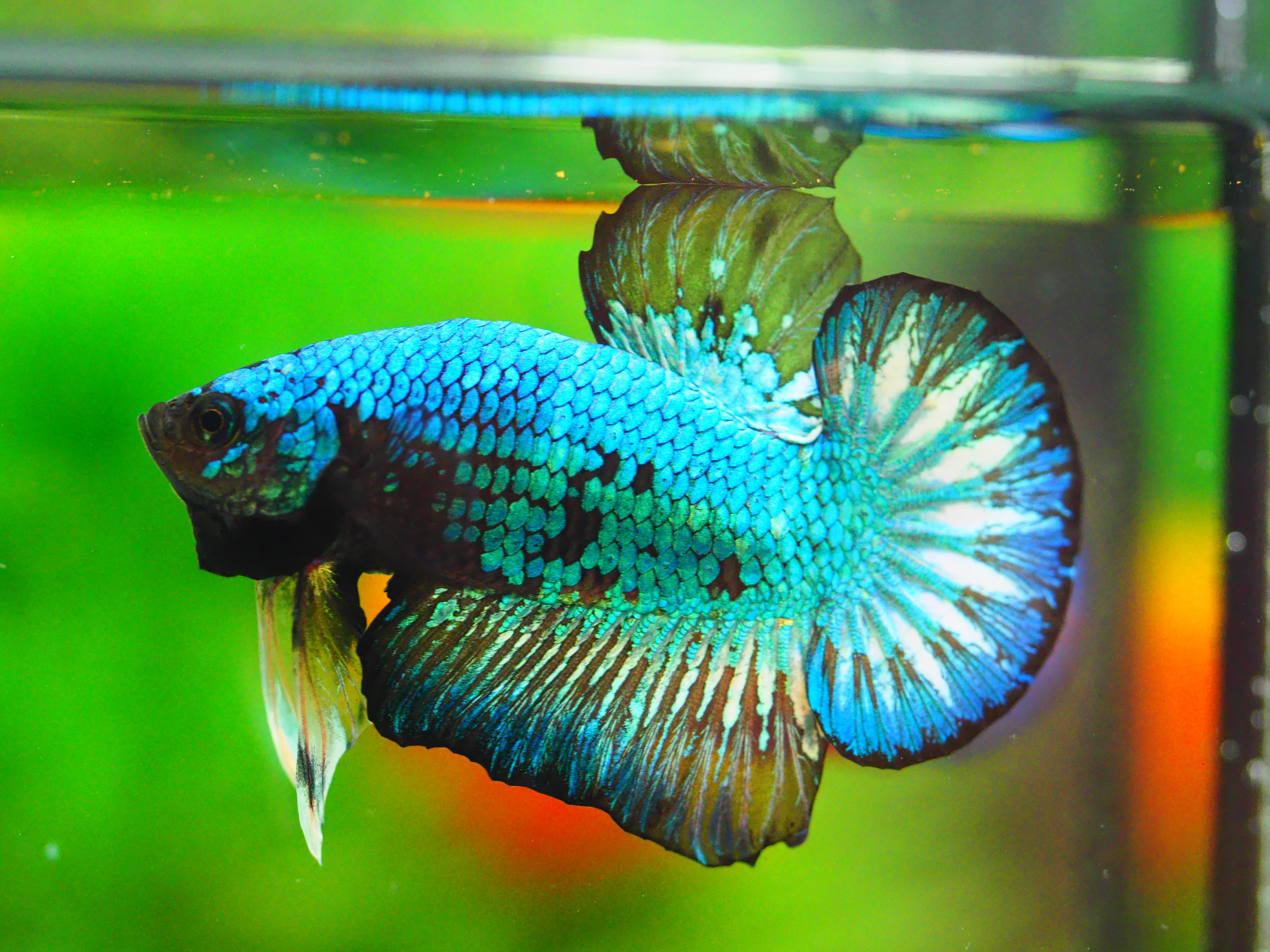 HMPK FANCY MALE GRADE A +++