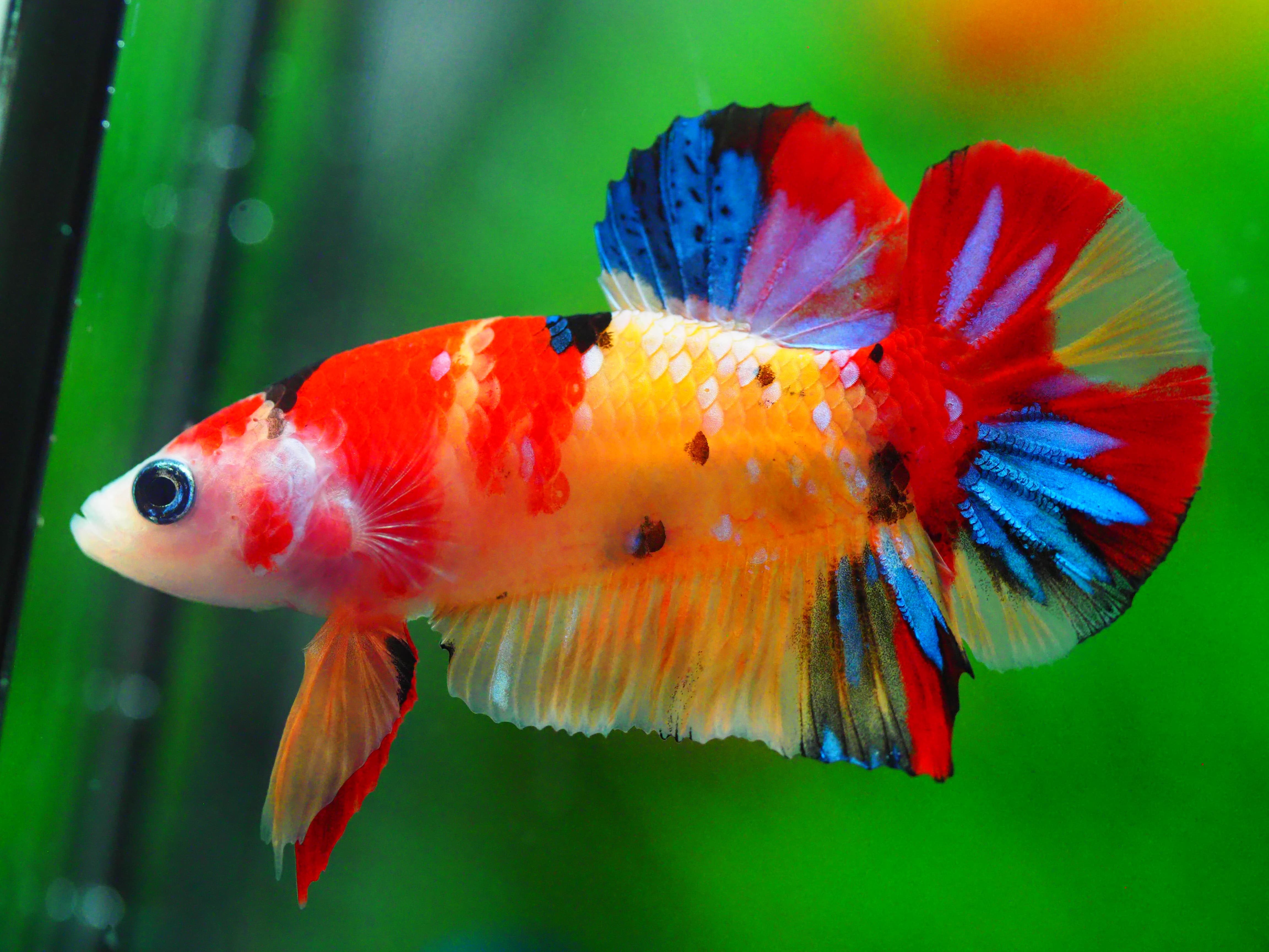 HMPK NEMO MALE GRADE A +++