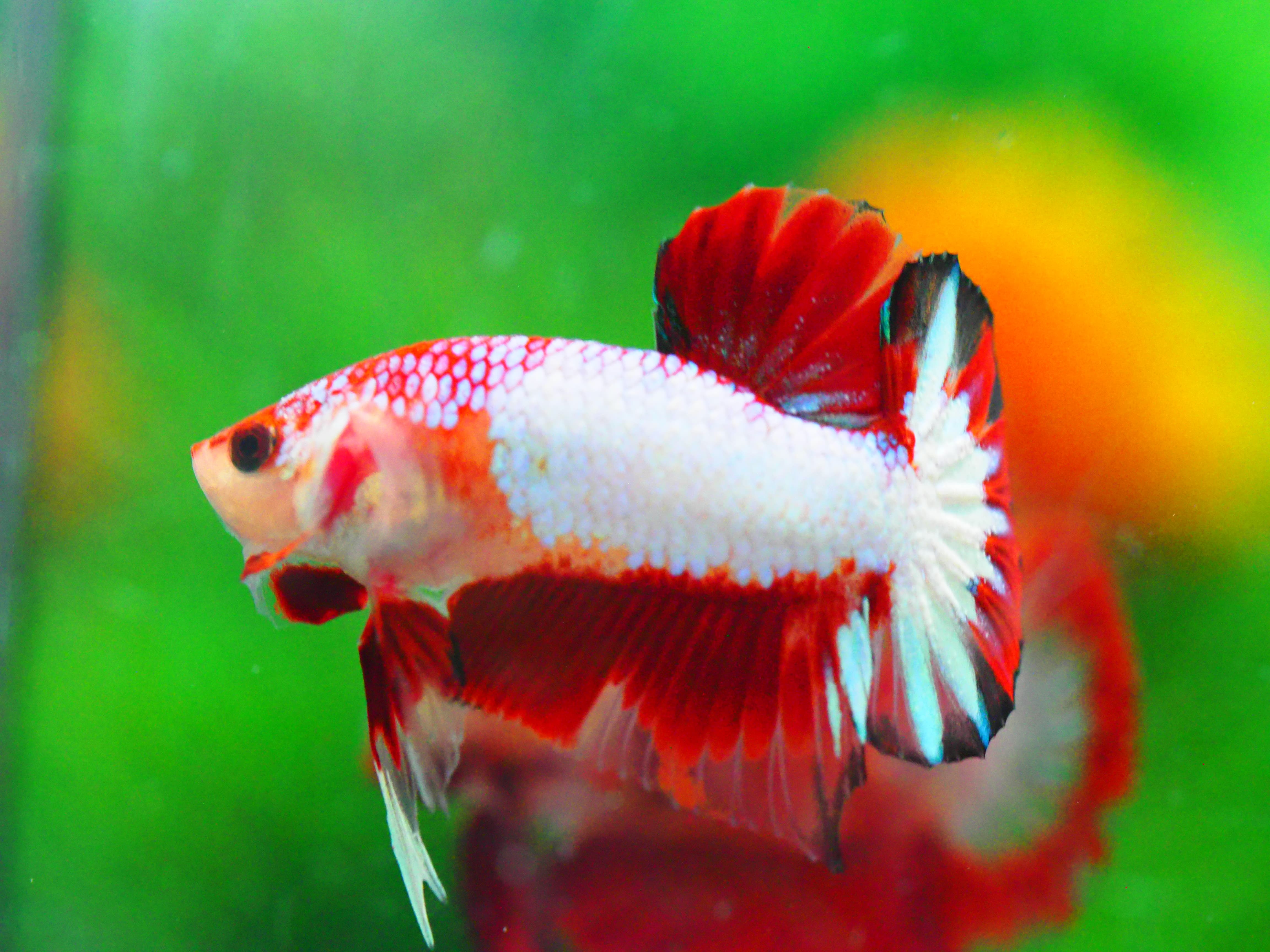 HMPK FANCY MALE GRADE A +++