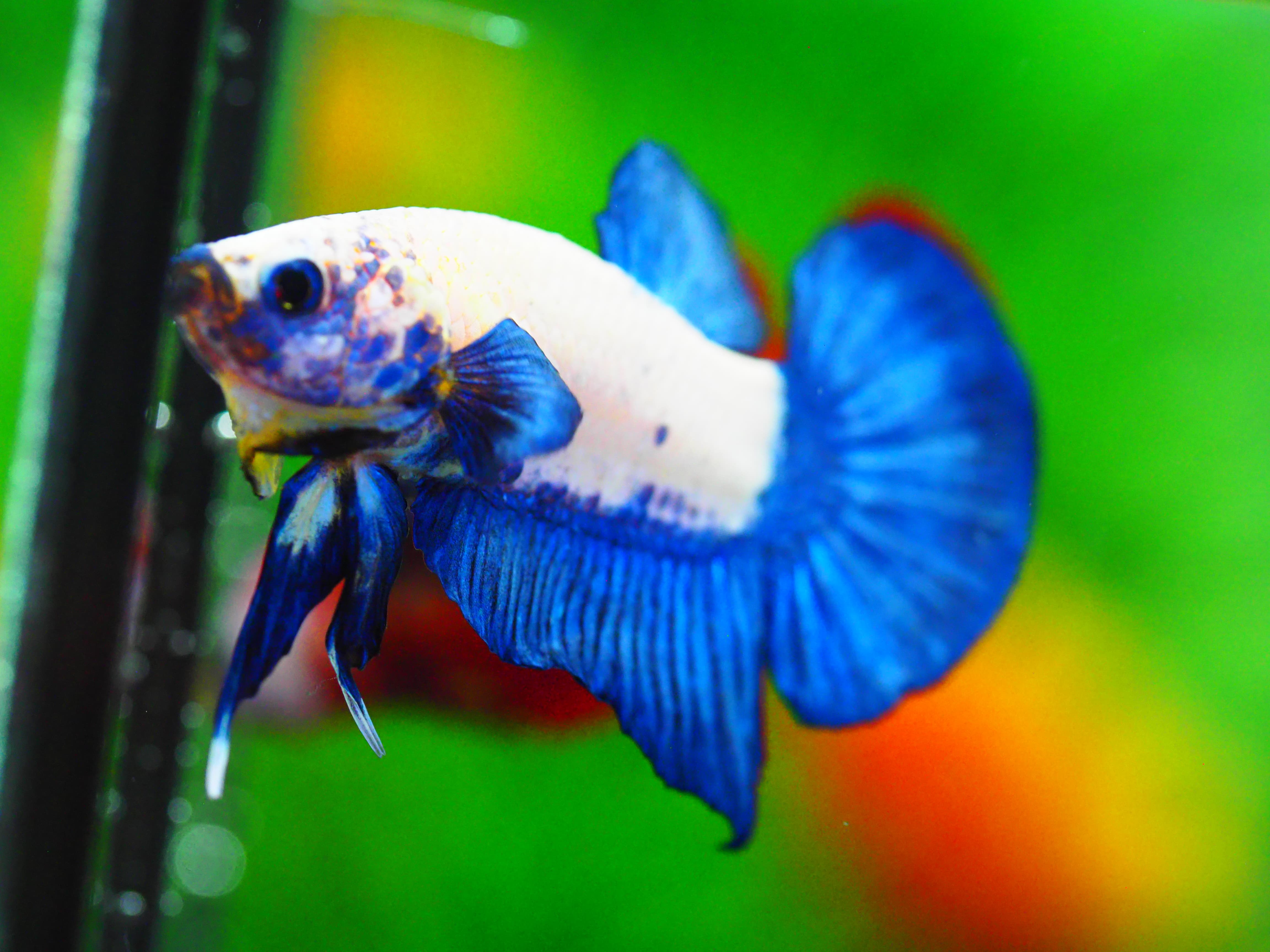 HMPK FANCY MALE GRADE A +++