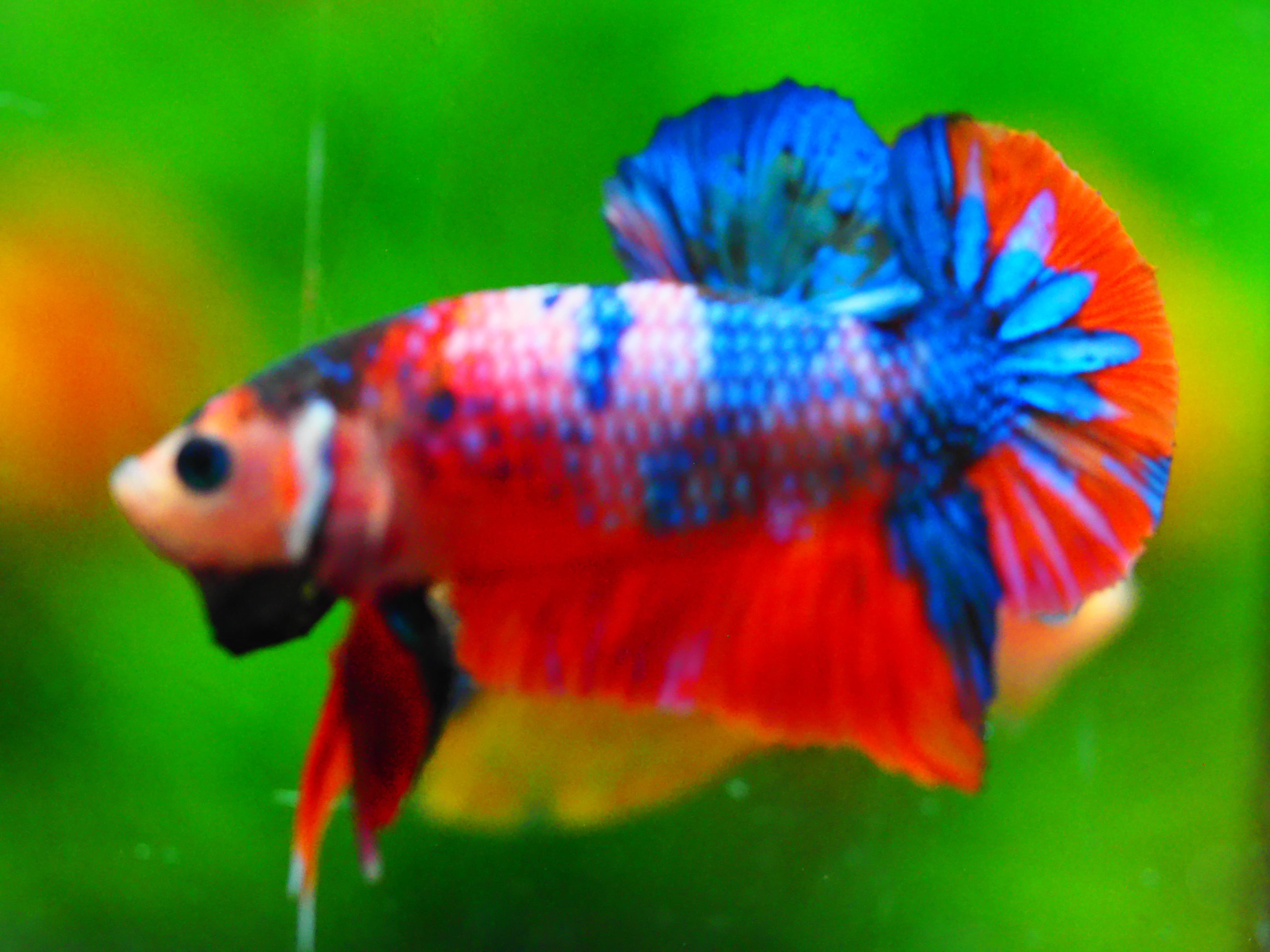 HMPK KOI GALAXY MALE GRADE A +++