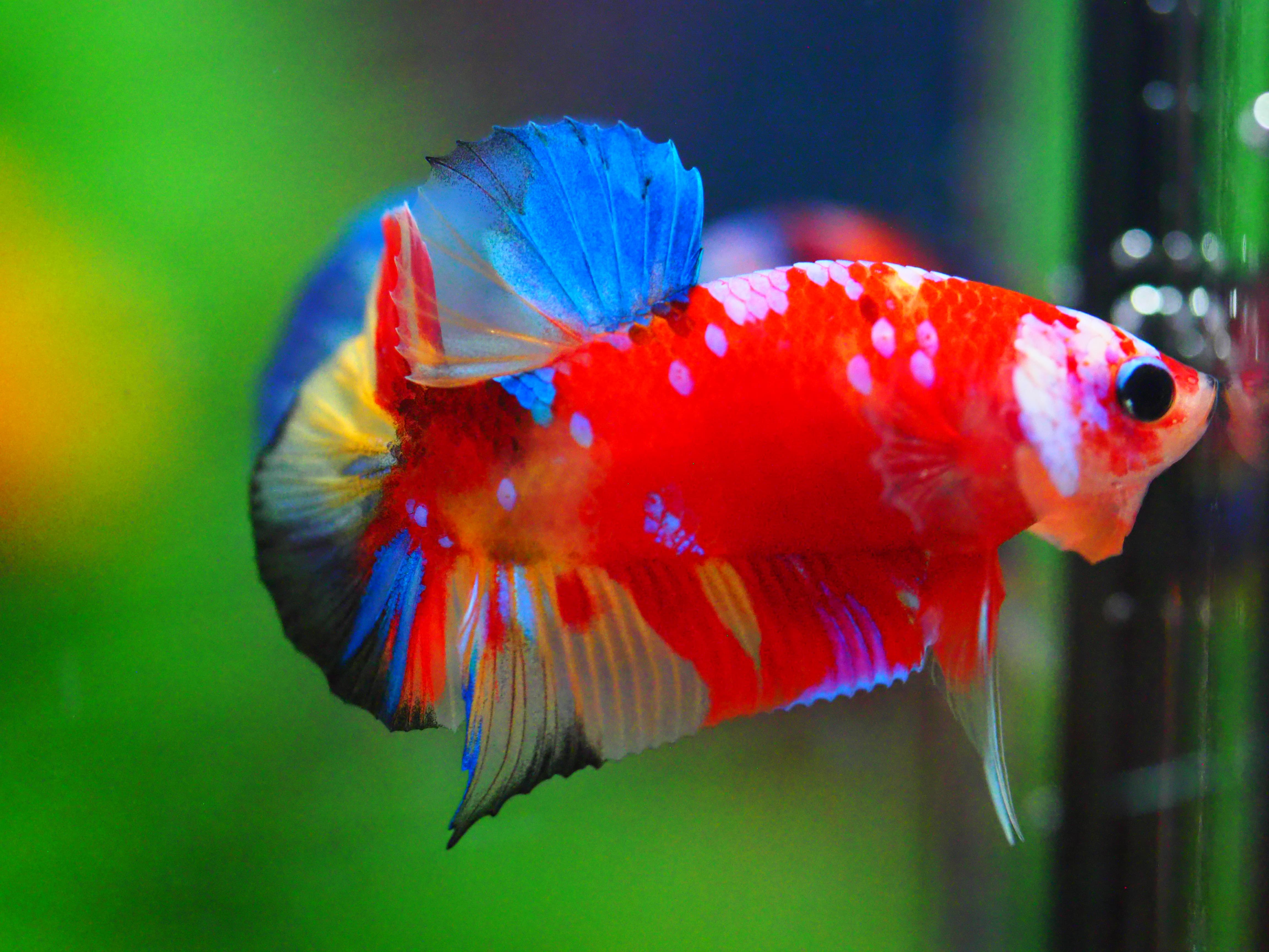 HMPK NEMO GALAXY MALE GRADE A +++