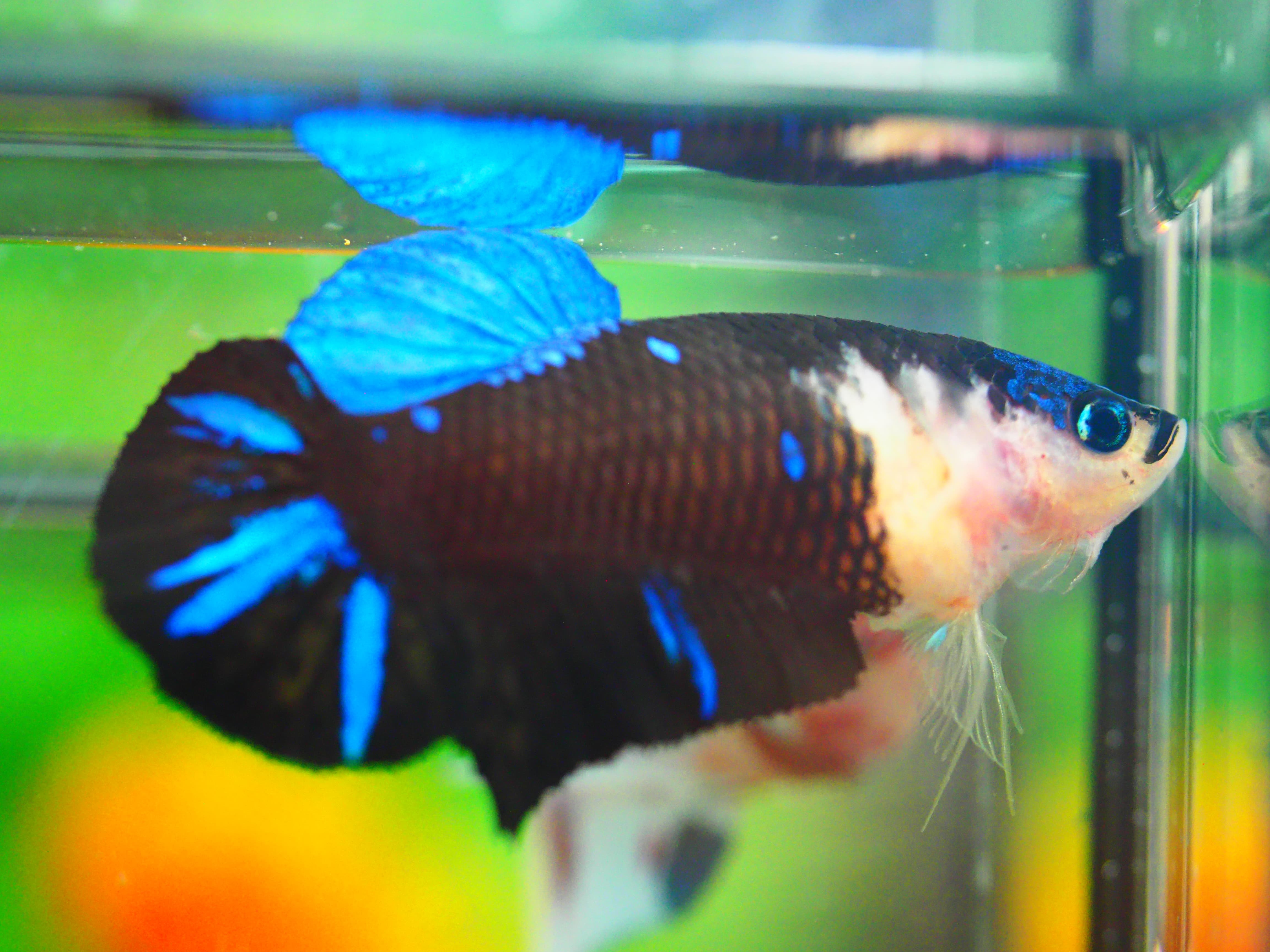 HMPK KOI GALAXY FNMALE GRADE A +++