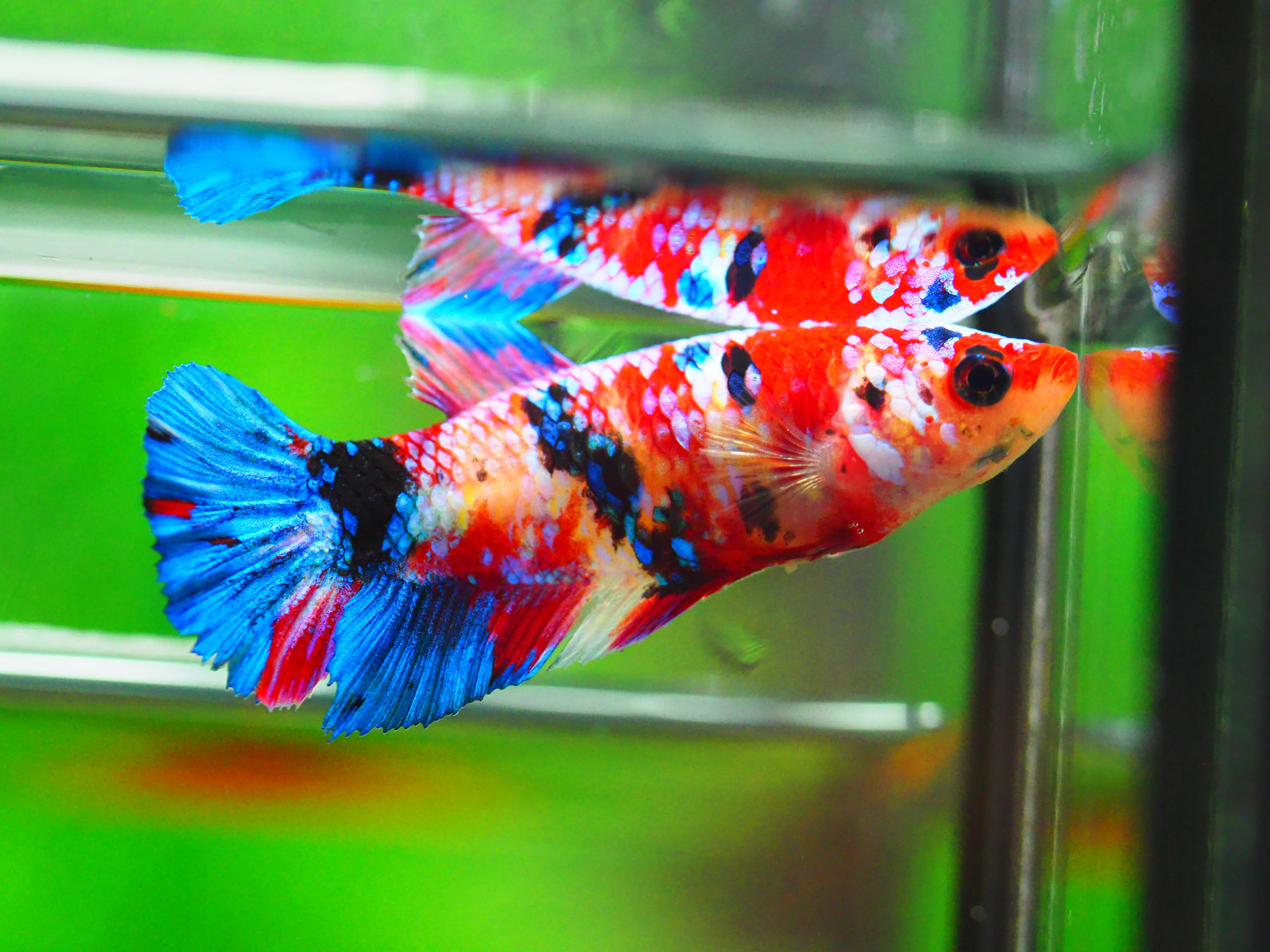 HMPK KOI GALAXY FN MALE GRADE A +++