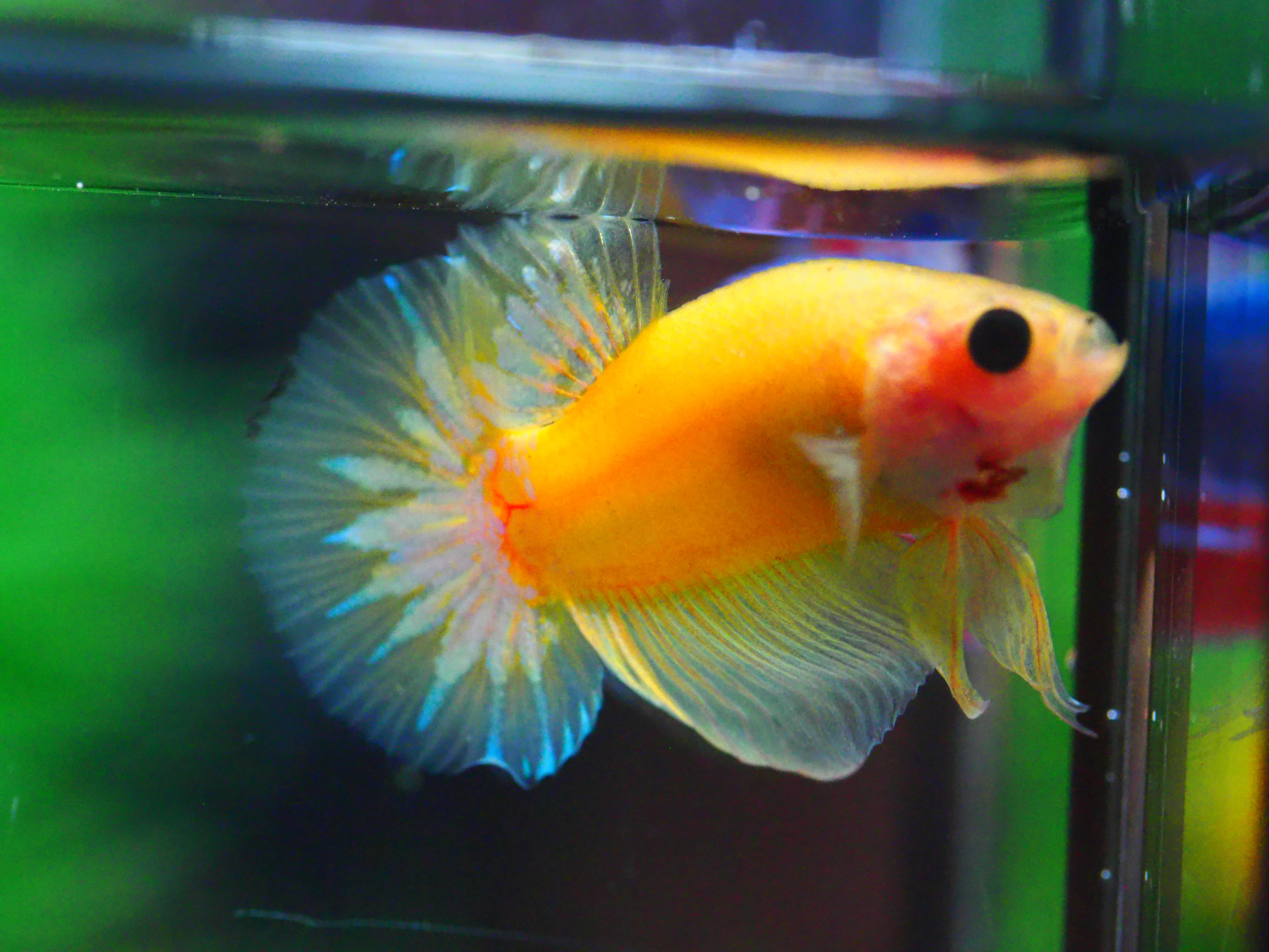 HMPK FANCY MALE GRADE A +++