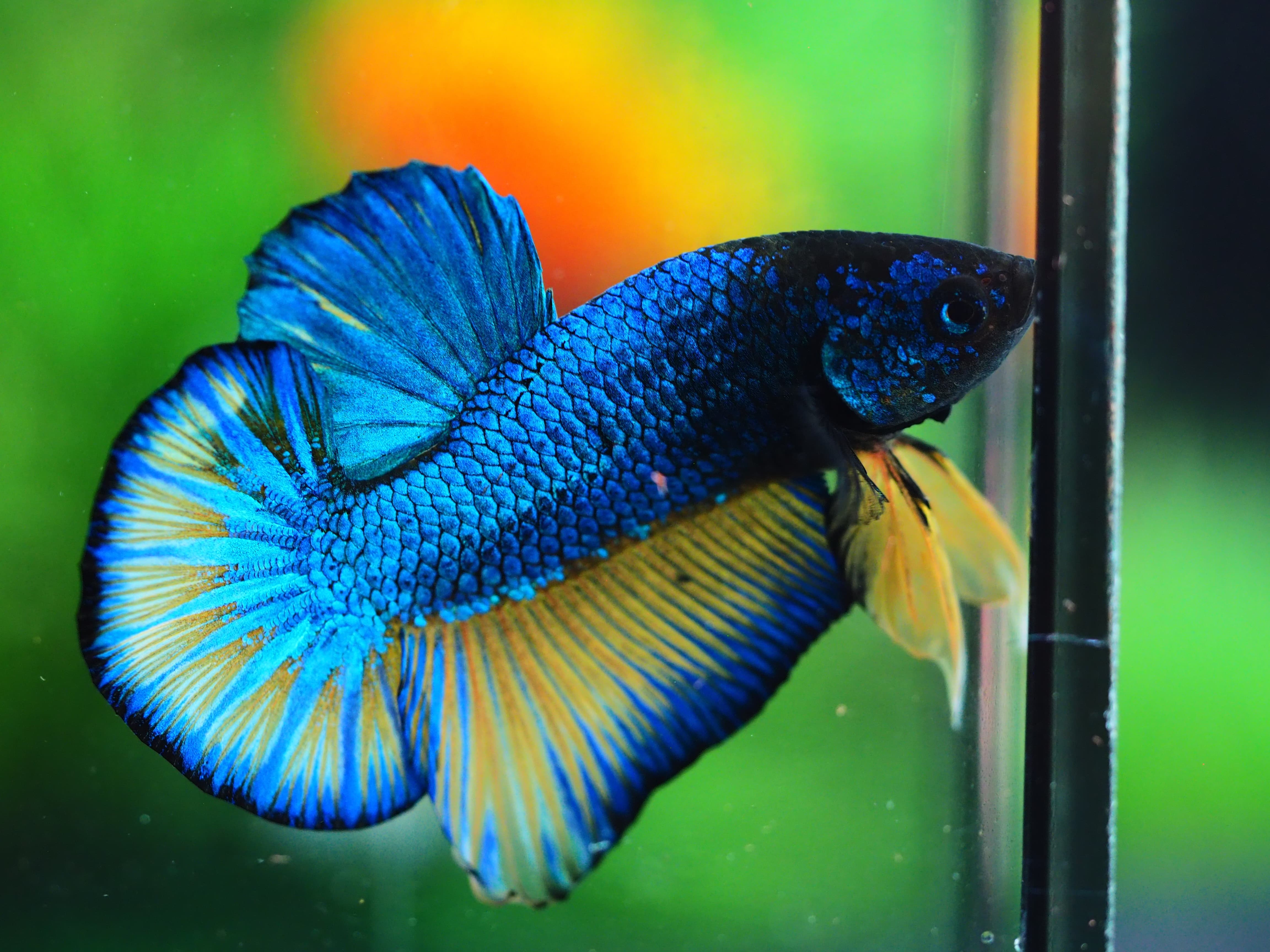 HMPK FANCY MALE GRADE A++